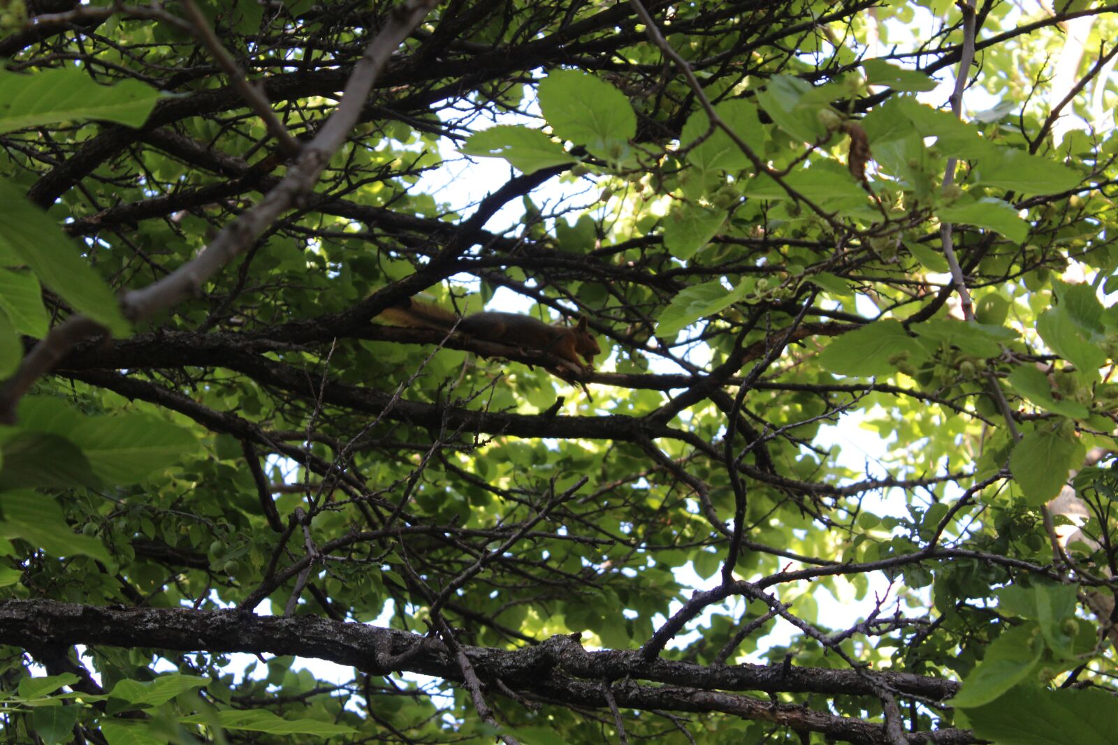 Canon EOS 1200D (EOS Rebel T5 / EOS Kiss X70 / EOS Hi) sample photo. Squirrel, tree, animal photography