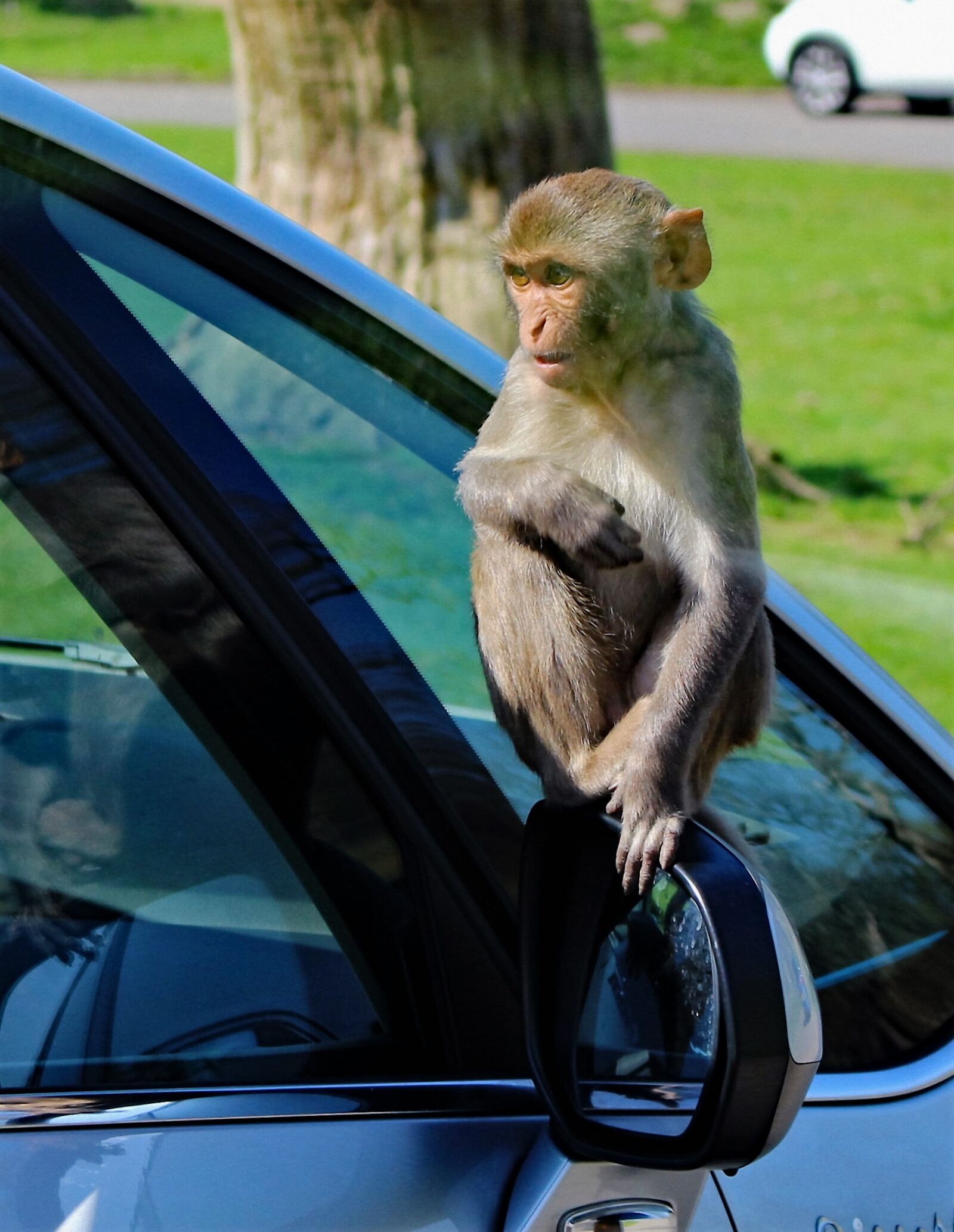 Canon EOS 100D (EOS Rebel SL1 / EOS Kiss X7) sample photo. Rhesus monkey, monkey, funny photography