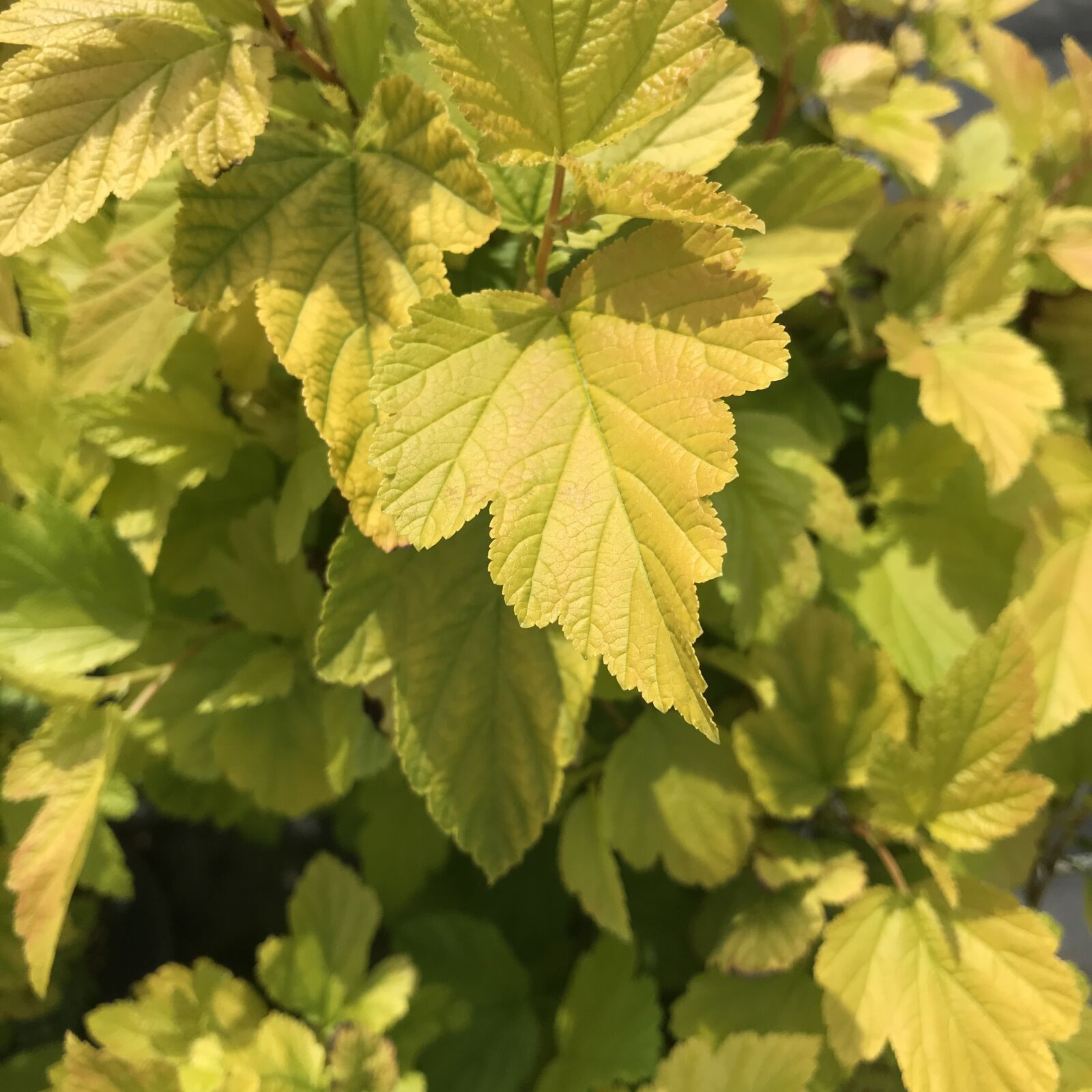 iPhone 7 back camera 3.99mm f/1.8 sample photo. Plants, nature, flowers photography