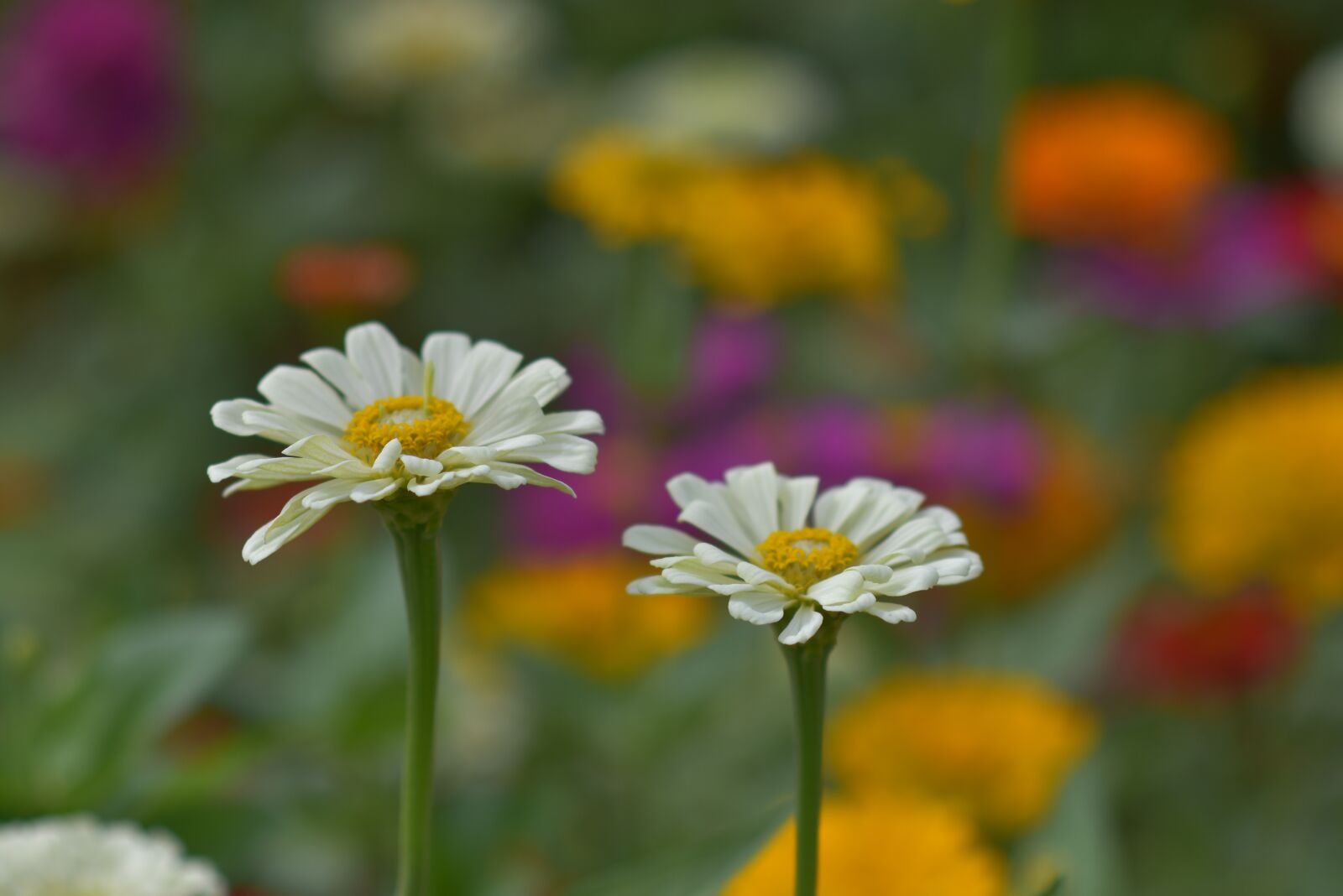 Nikon D7200 sample photo. Garden, plant, flowers photography