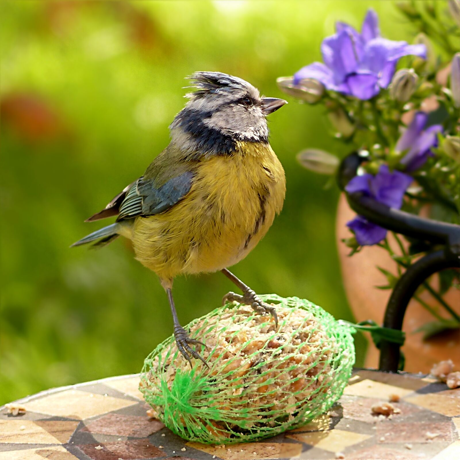Panasonic Lumix DMC-FZ200 sample photo. Animal, bird, tit photography