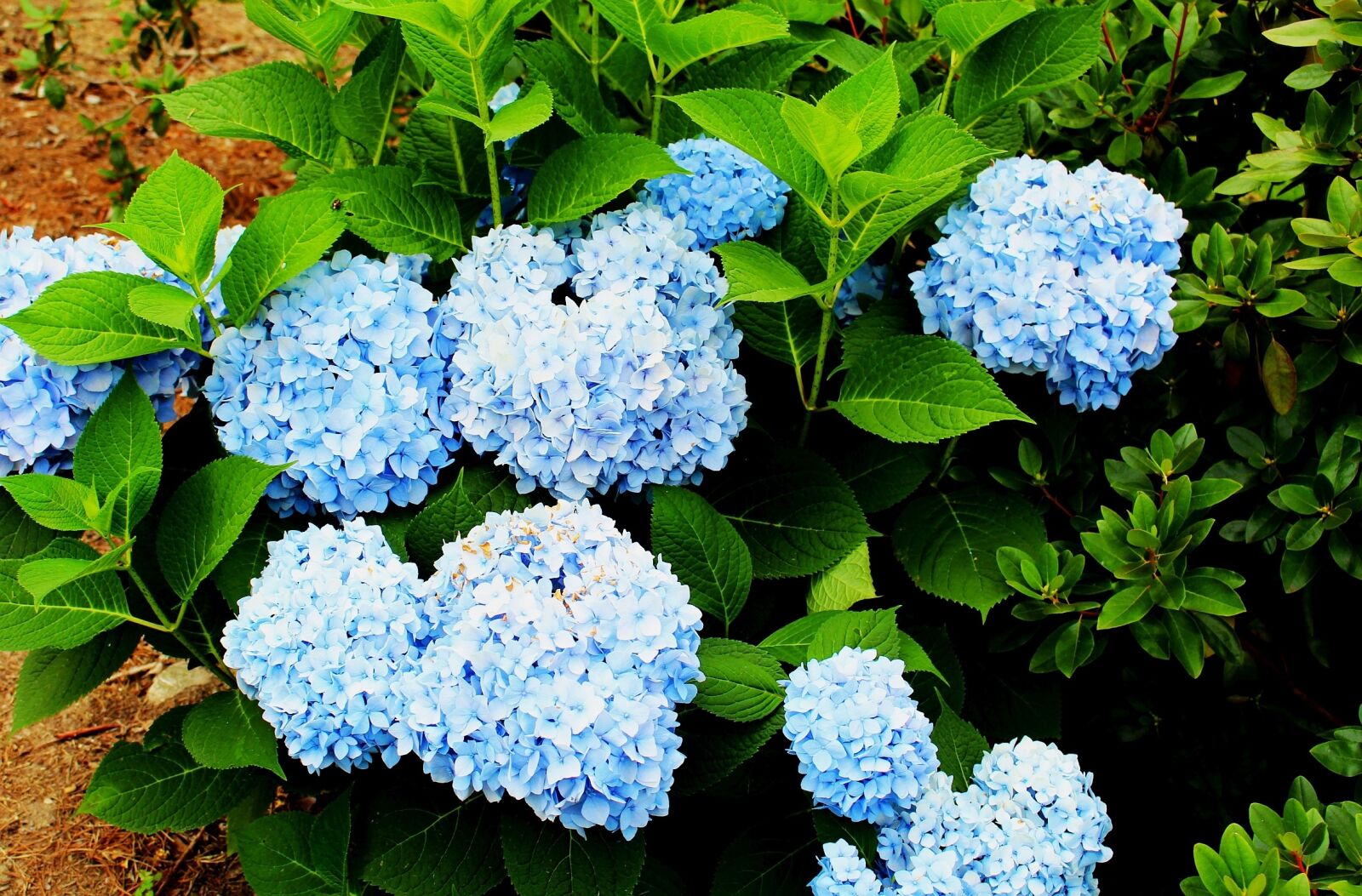 Canon EOS 700D (EOS Rebel T5i / EOS Kiss X7i) sample photo. Flowers, hydrangeas, blue photography