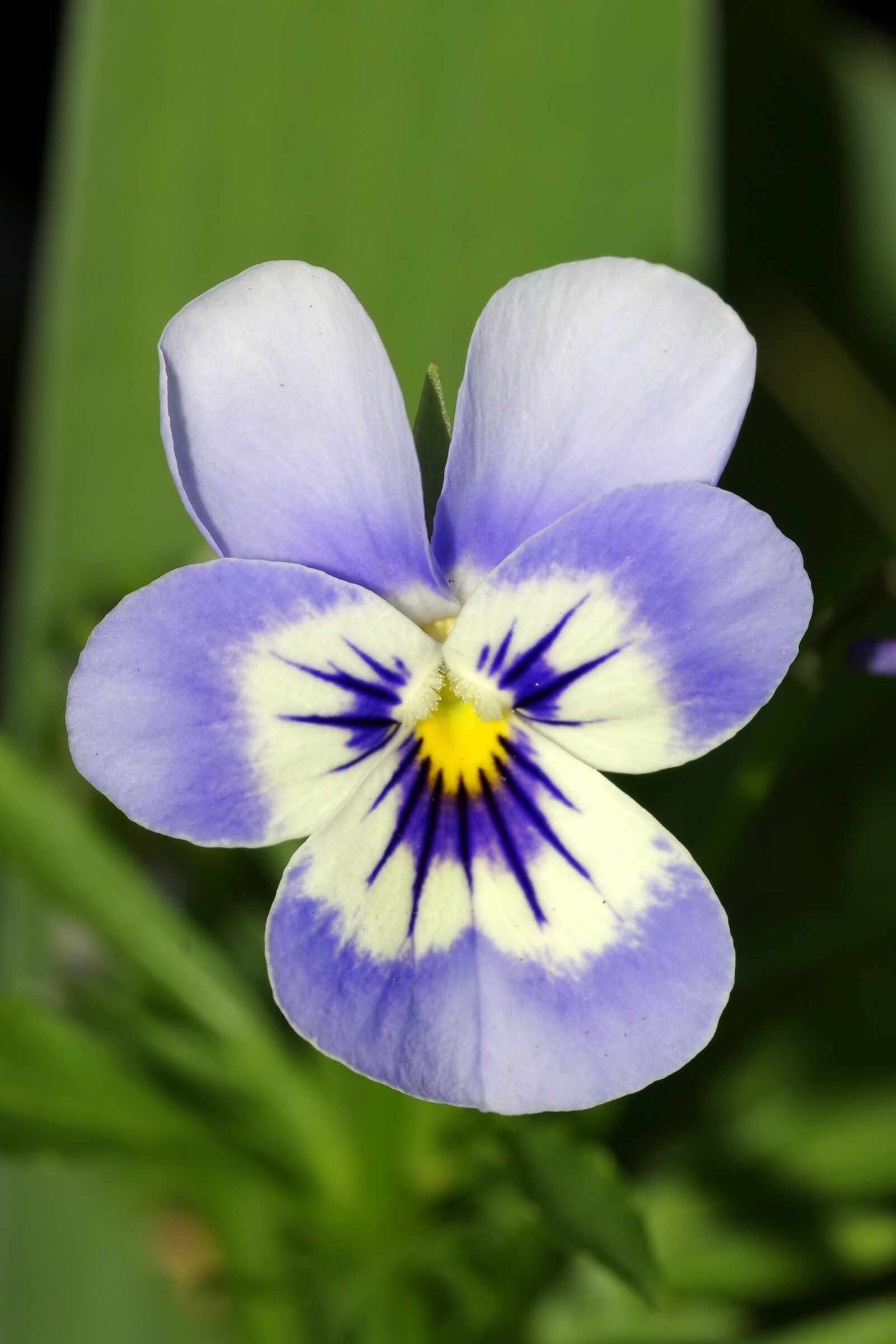 Pentax K-S2 sample photo. Pansy, flower, blue photography