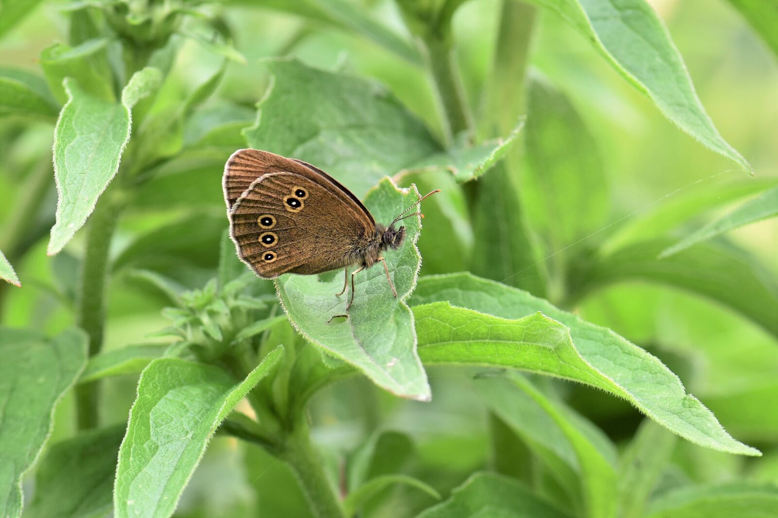 Nikon D5500 sample photo. Butterfly, animal insect, nature photography