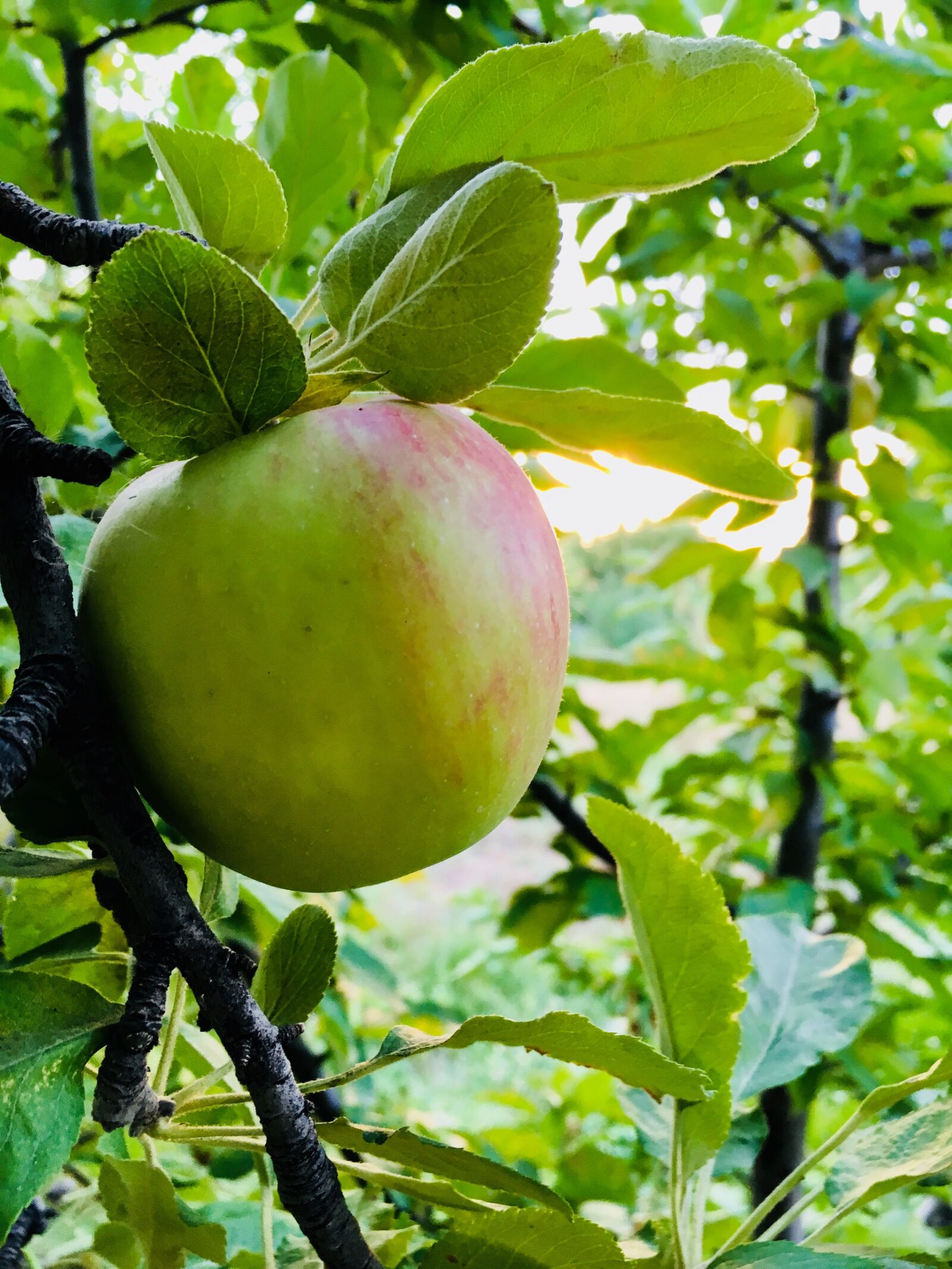 Apple iPhone 6s sample photo. Apple, garden, fruit photography