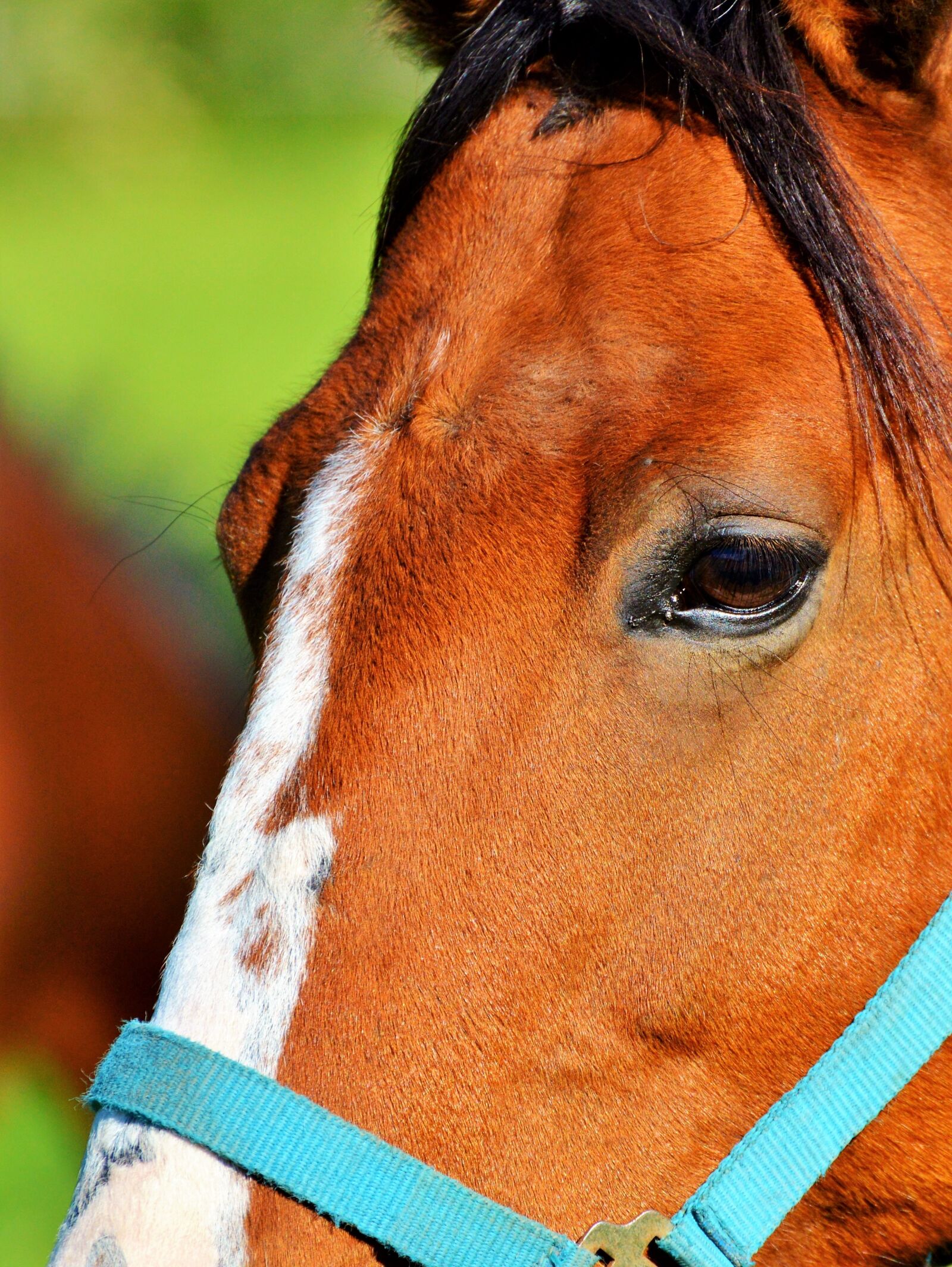 Nikon D3200 sample photo. Horse, ride, reiter photography