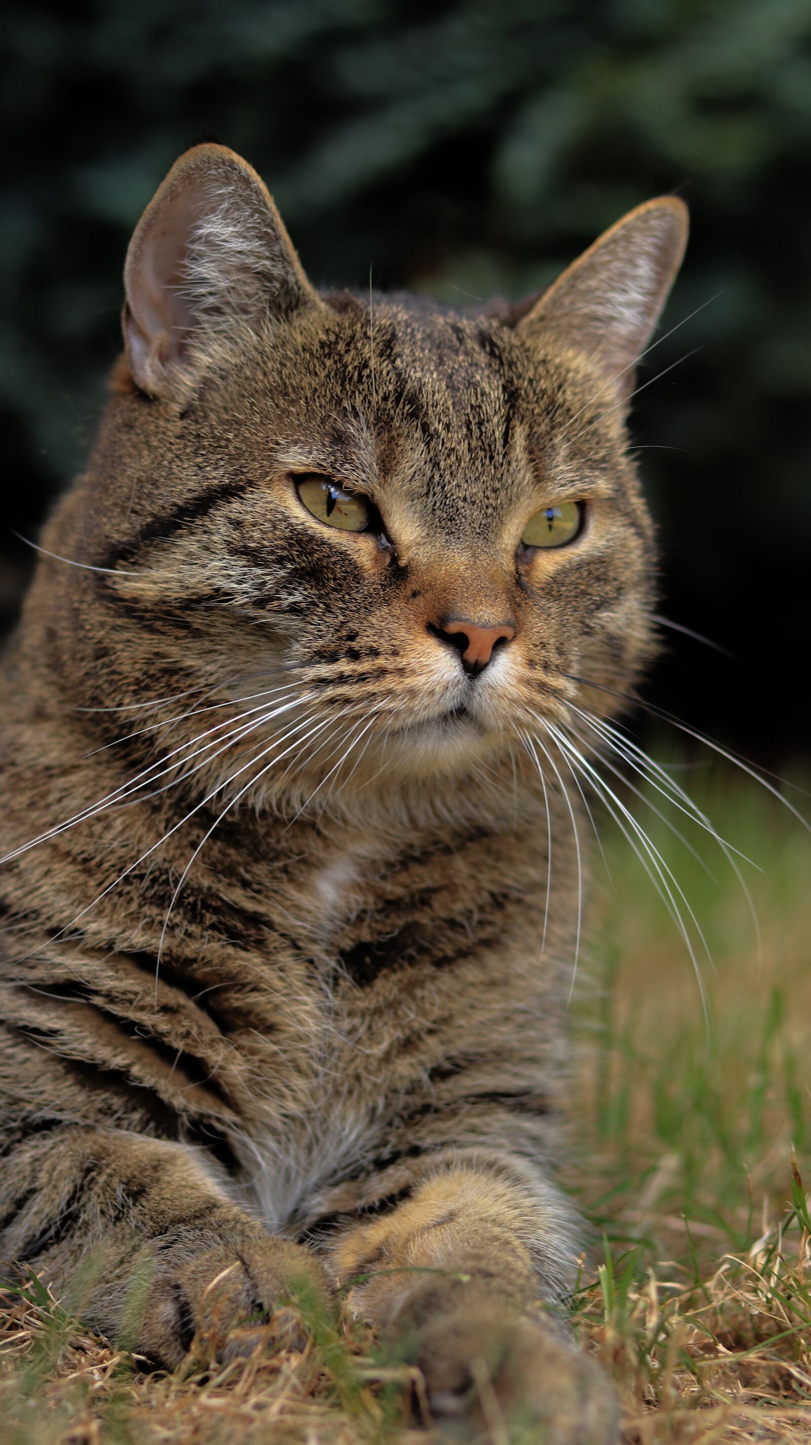 Canon EOS 80D sample photo. Cat, garden, domestic cat photography