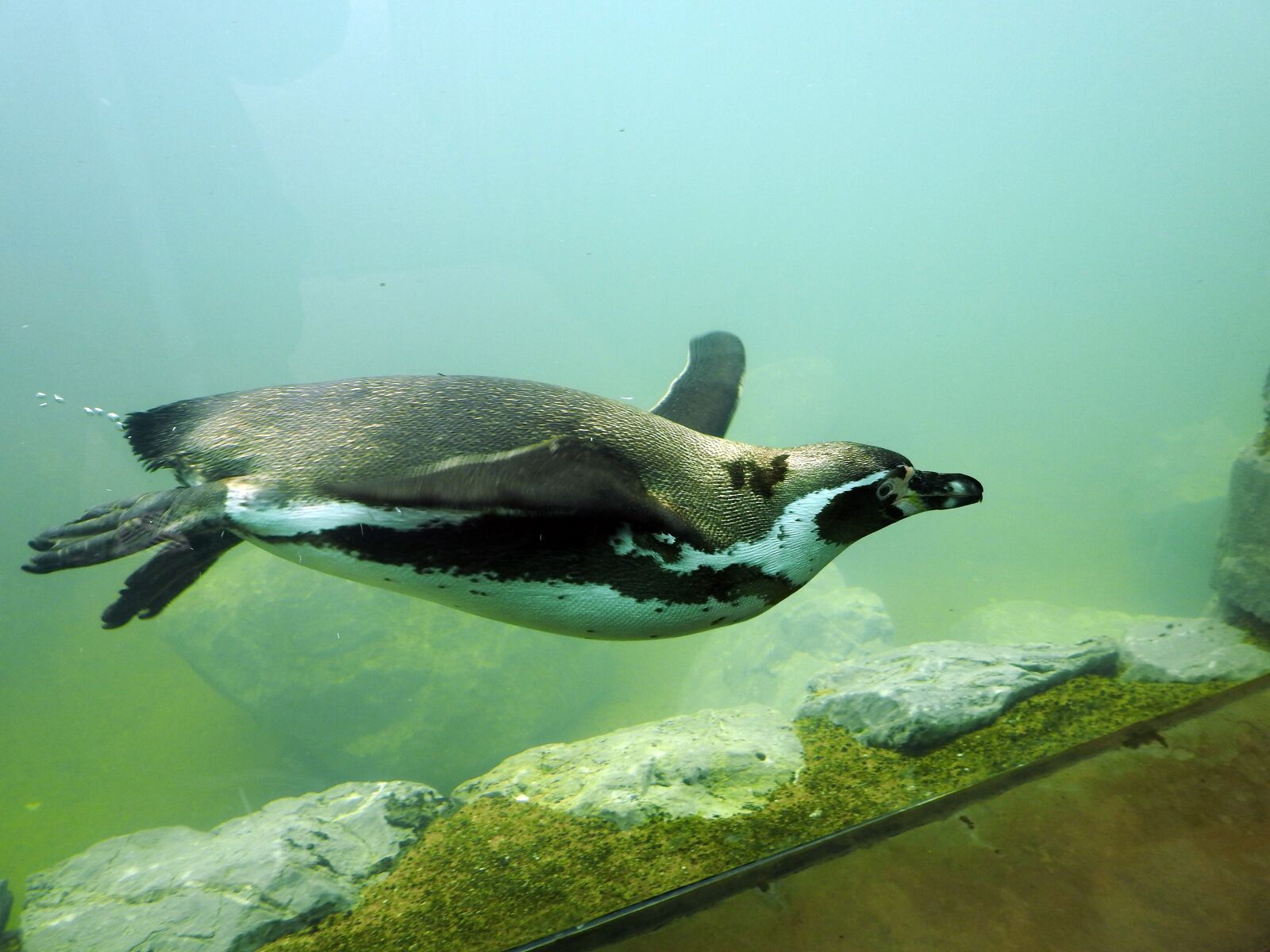 Nikon Coolpix P900 sample photo. Penguin, humboldt penguin, diving photography