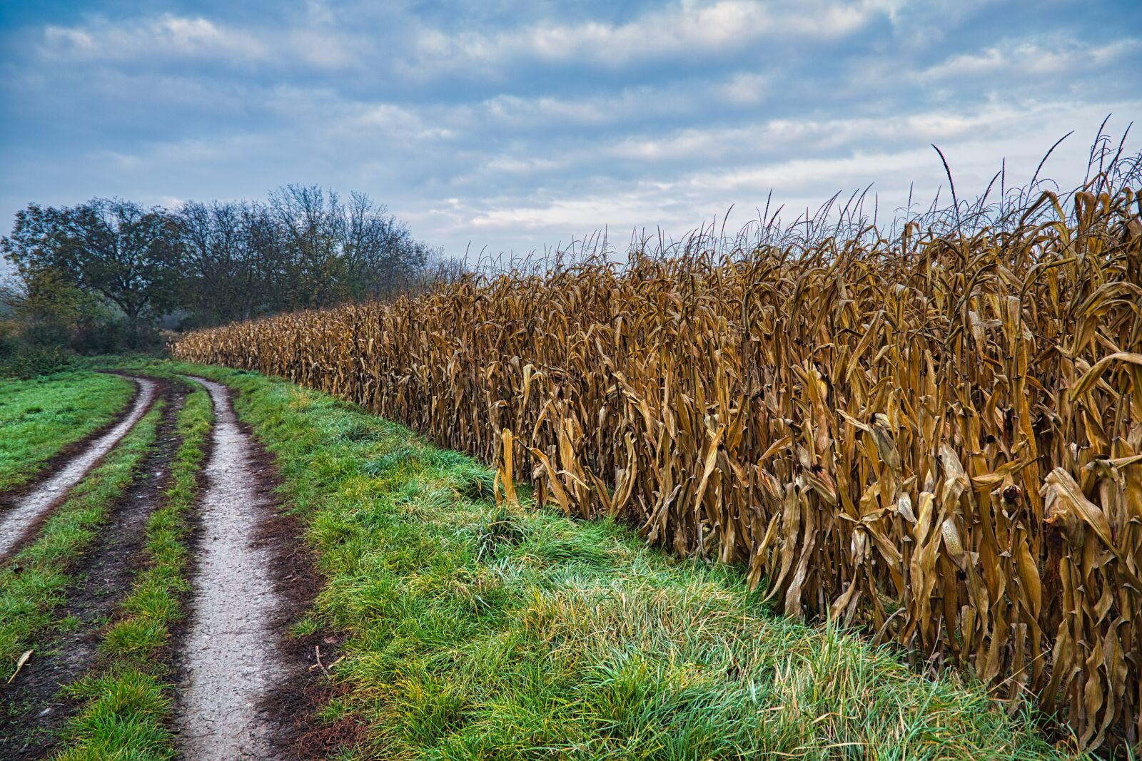 Canon EF 24-105mm F3.5-5.6 IS STM sample photo. Cornfield, landscape, speyer photography