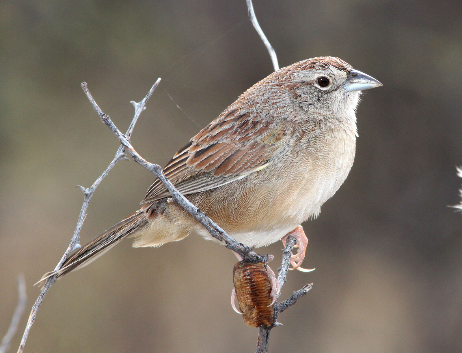Canon EF 300mm F4L IS USM sample photo