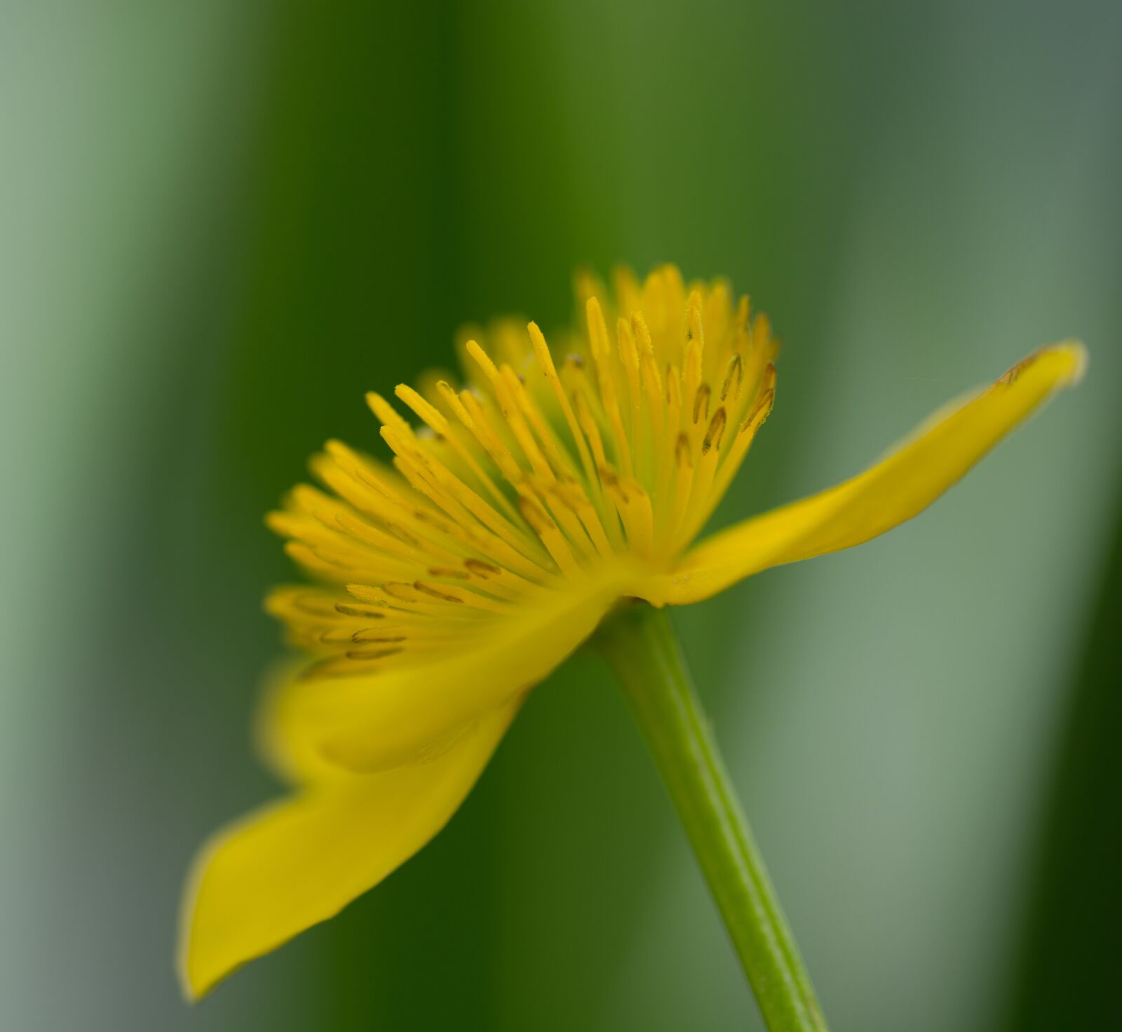 Nikon D7100 sample photo. Flower, yellow, nature photography