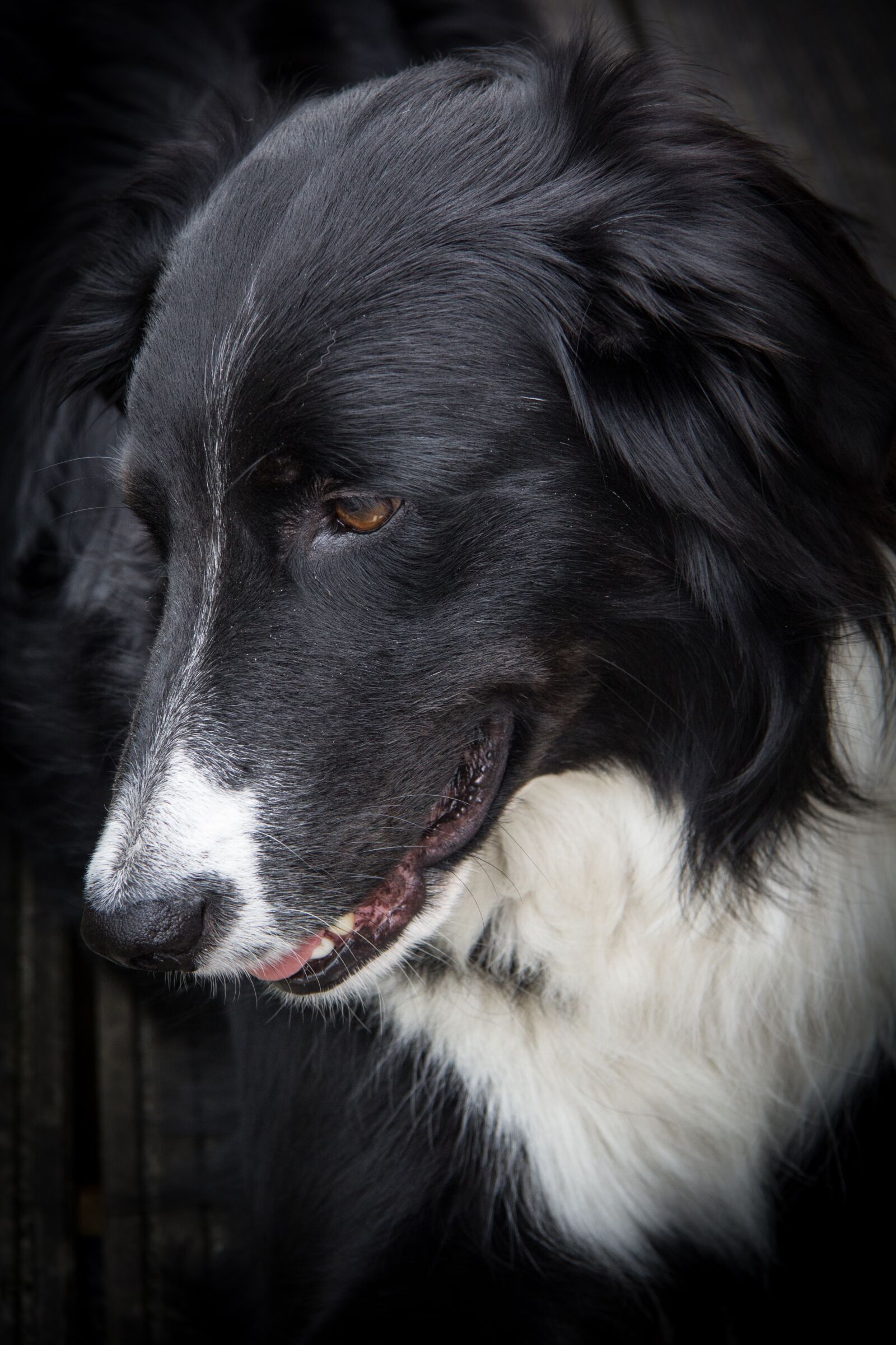 Canon EF-S 17-85mm F4-5.6 IS USM sample photo. Border collie, dog, black photography