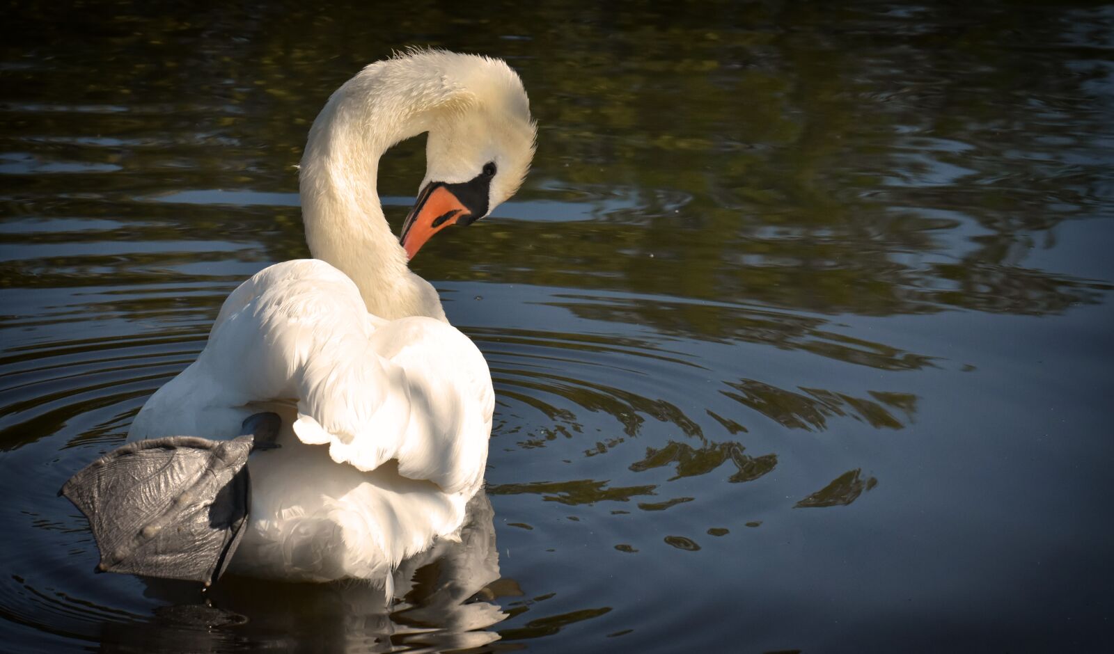 Nikon D7200 sample photo. Swan, elegant, noble photography