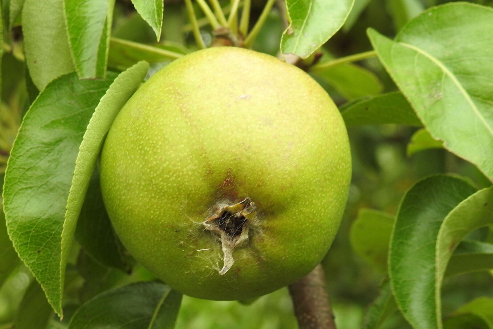 Nikon Coolpix P900 sample photo. Pear, fruit, nature photography