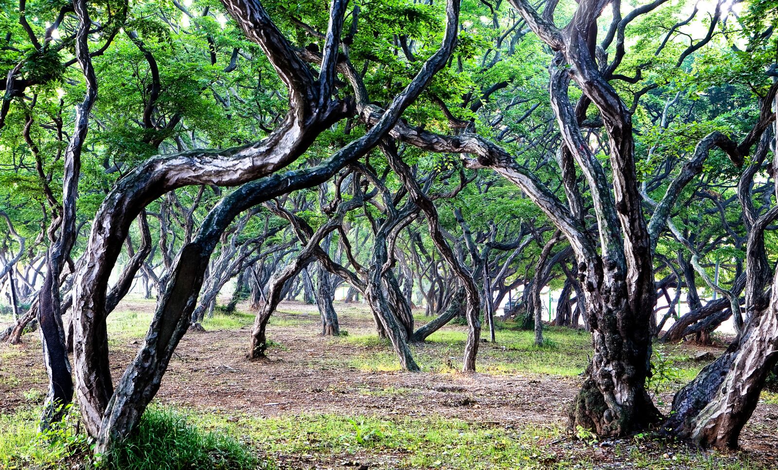 Canon EOS 5D sample photo. Wood, forest, nature photography