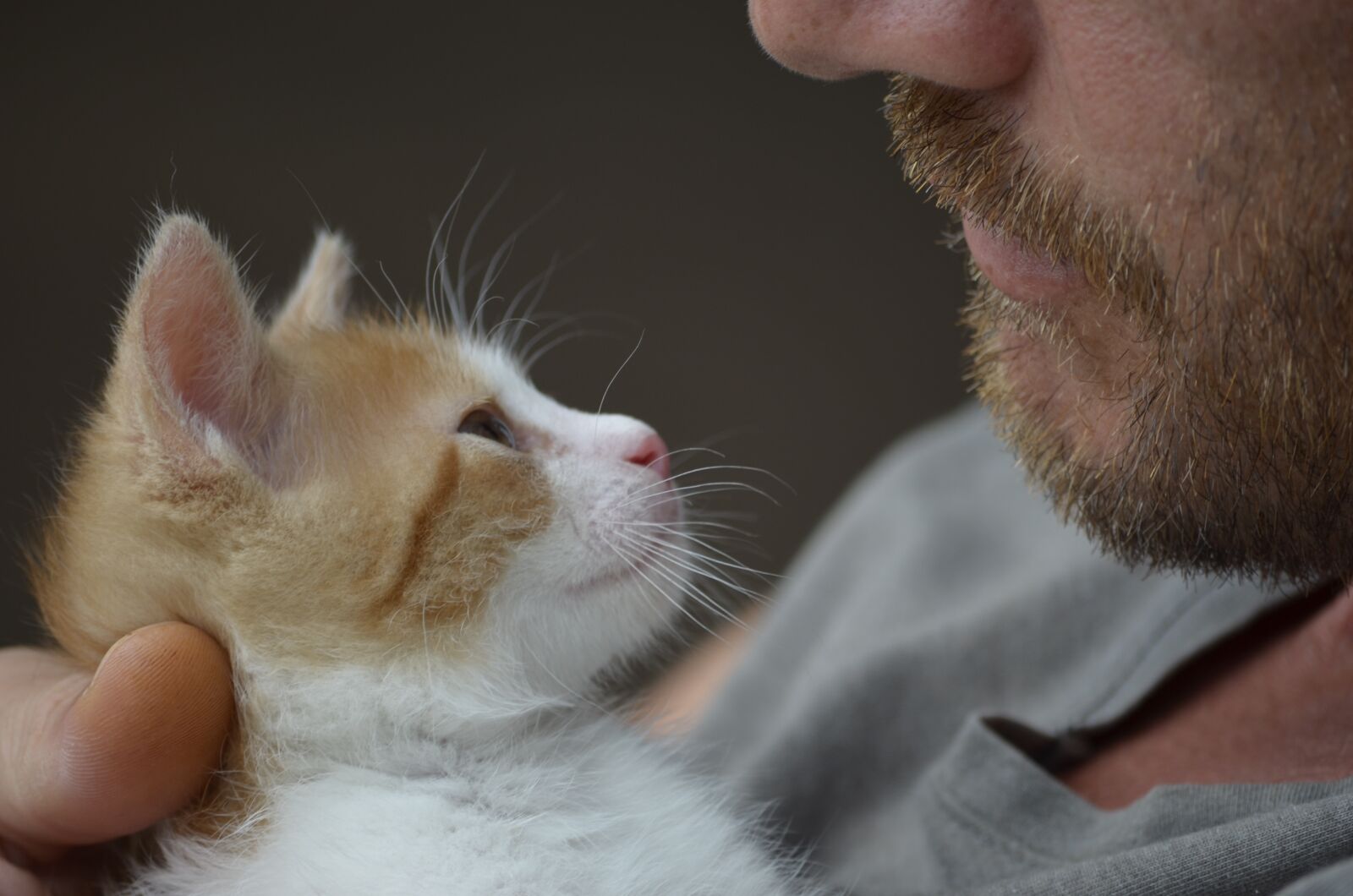Nikon D5100 sample photo. Cat, nature, kitten photography