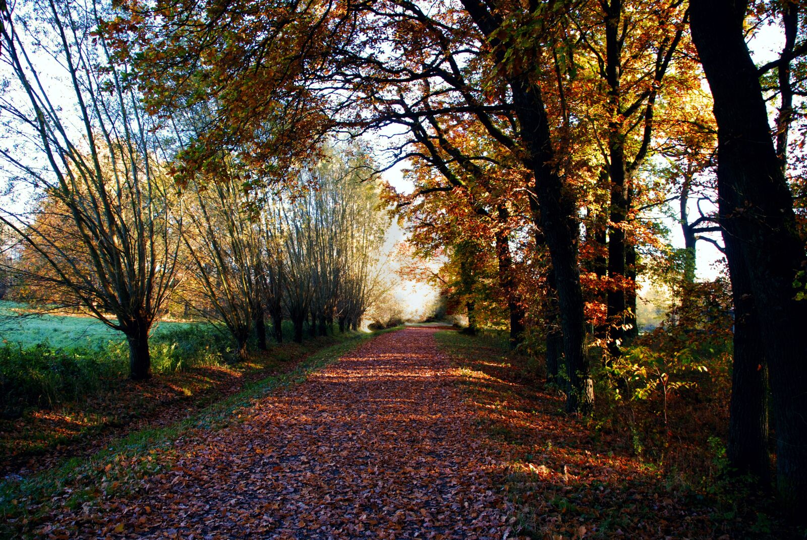 Nikon D80 sample photo. Autumn, indian summer, nature photography