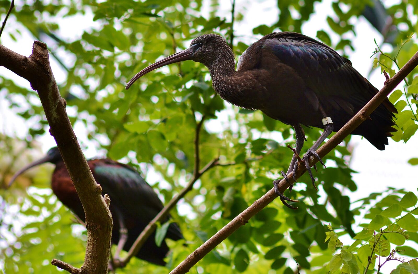 Nikon D5200 sample photo. Nature, animal world, bird photography