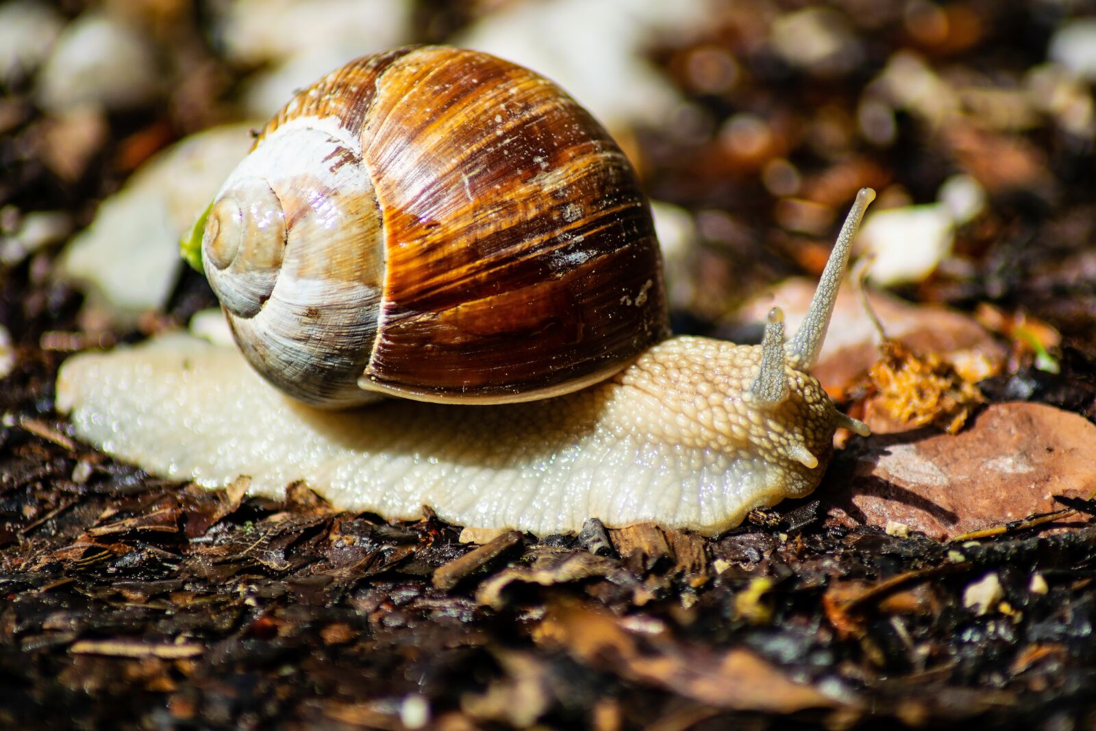 Nikon D3300 sample photo. Worm, conch, snail photography