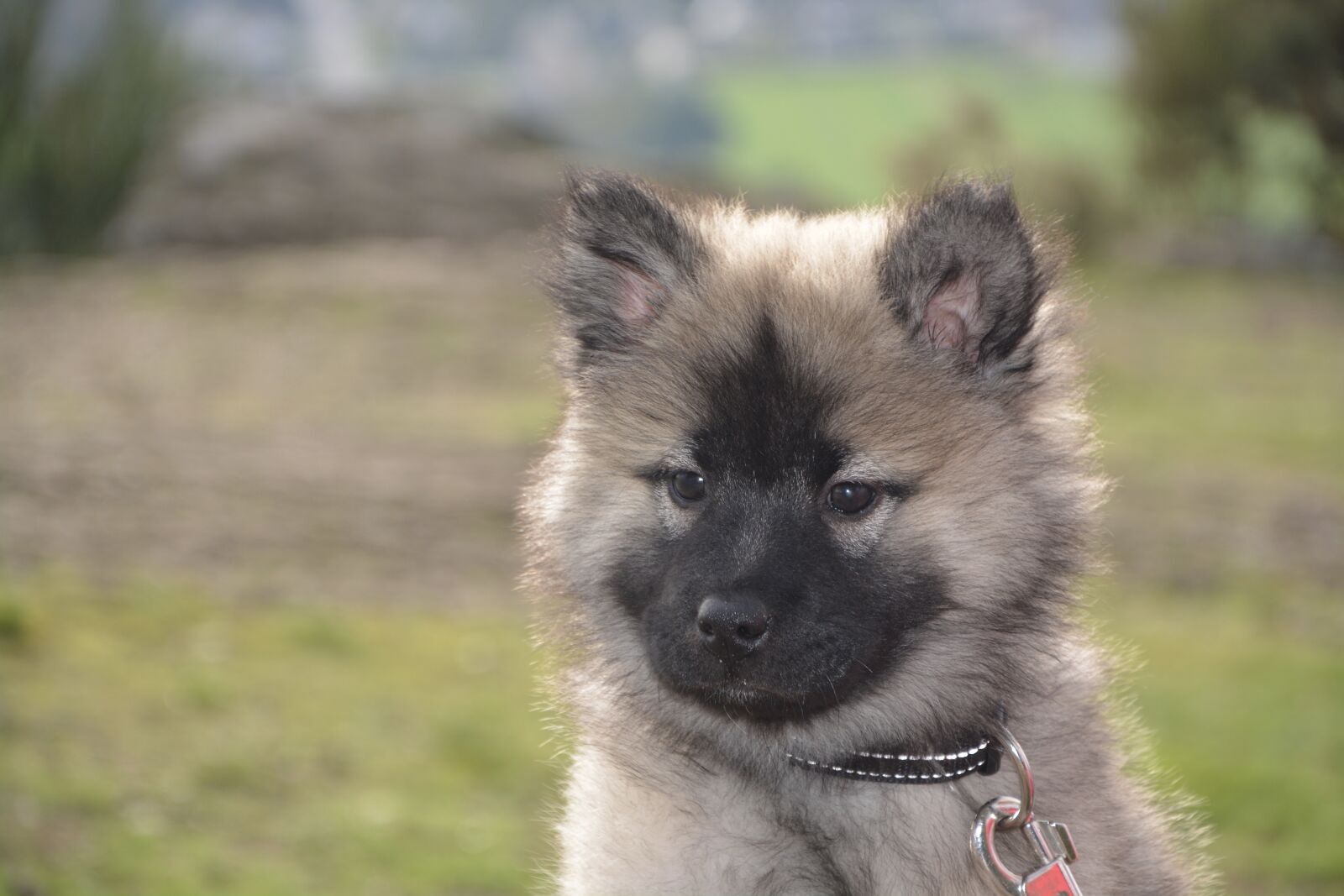 Nikon D5200 sample photo. Chiot, chien, eurasier, chienne photography
