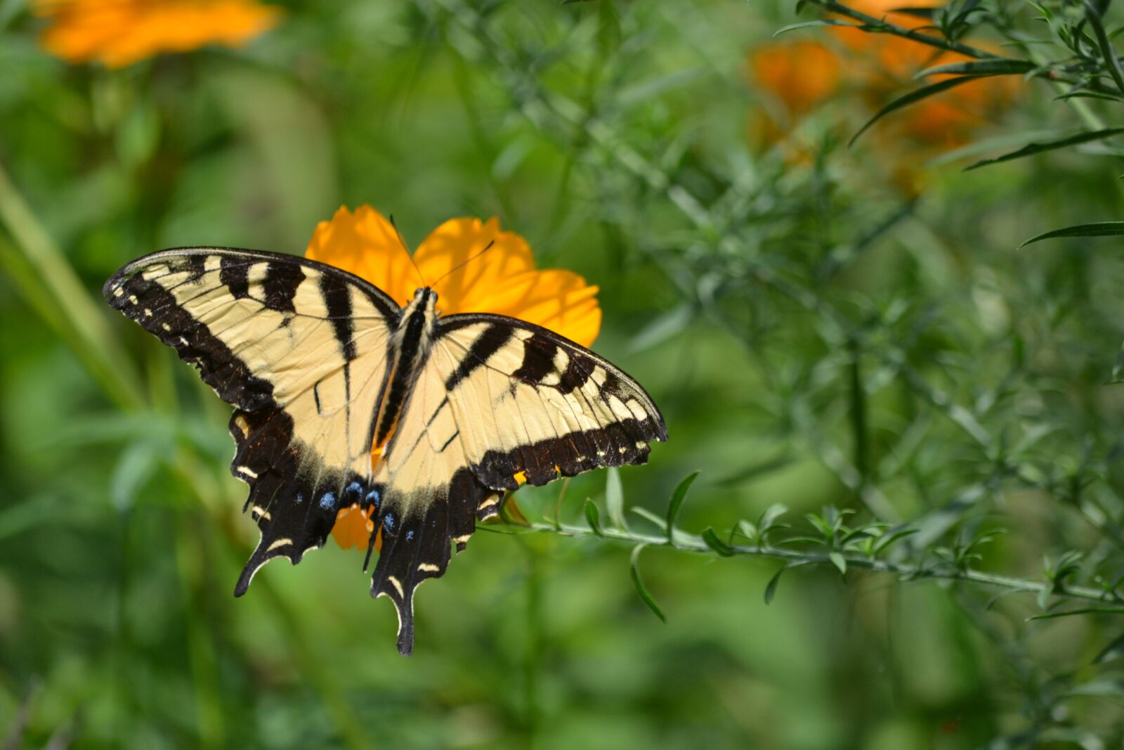 Nikon D3100 sample photo. Eastern black swallowtail, butterfly photography
