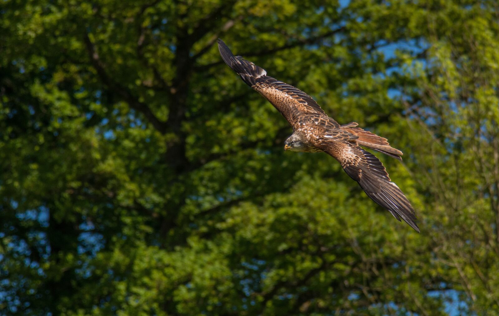 Nikon D800E sample photo. Raptor, bird, bird of photography