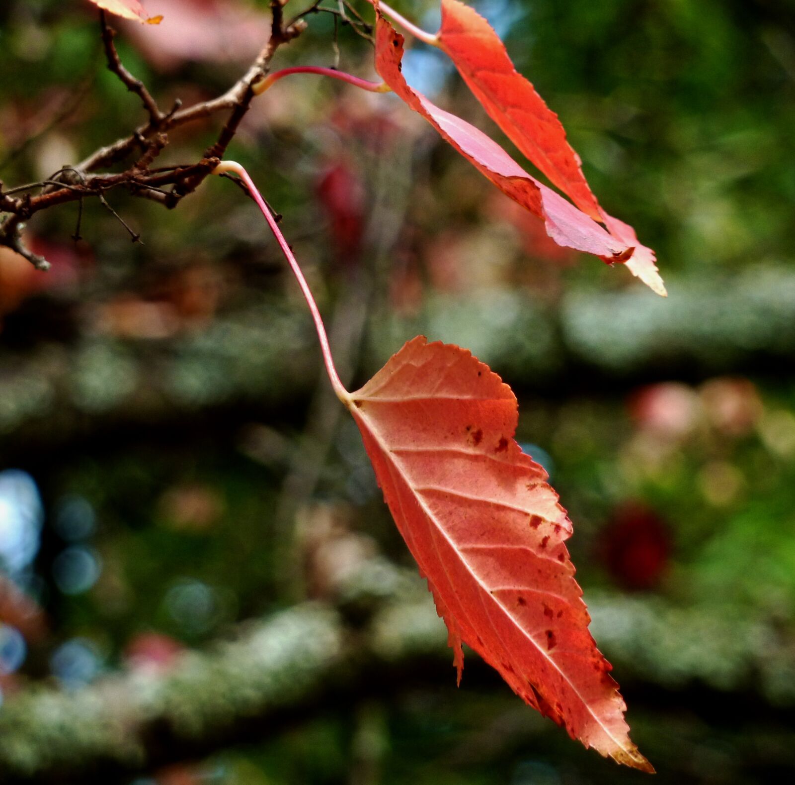 Panasonic DMC-TZ7 sample photo. Autumn, leaves, colorful leaves photography