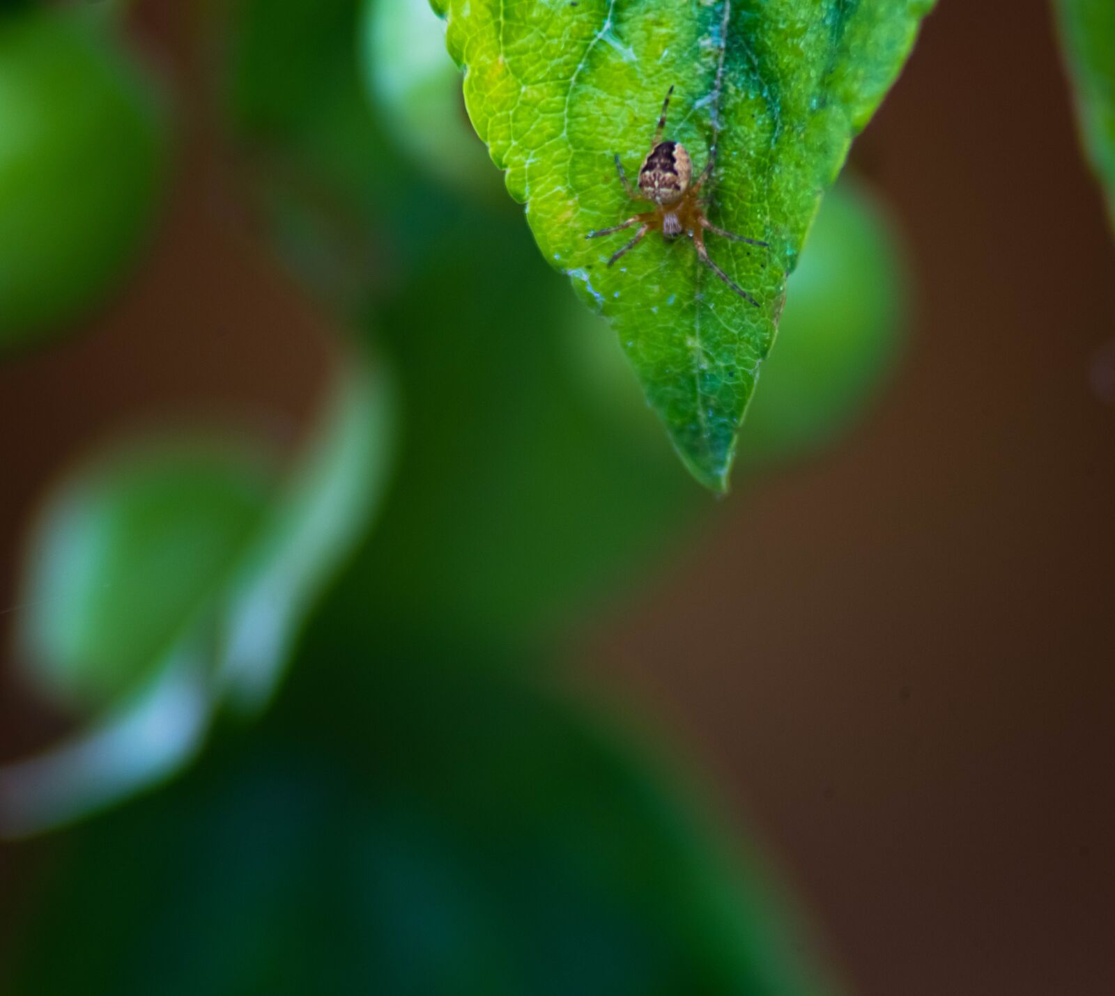 Nikon D850 sample photo. Isolated on white, poisonous photography