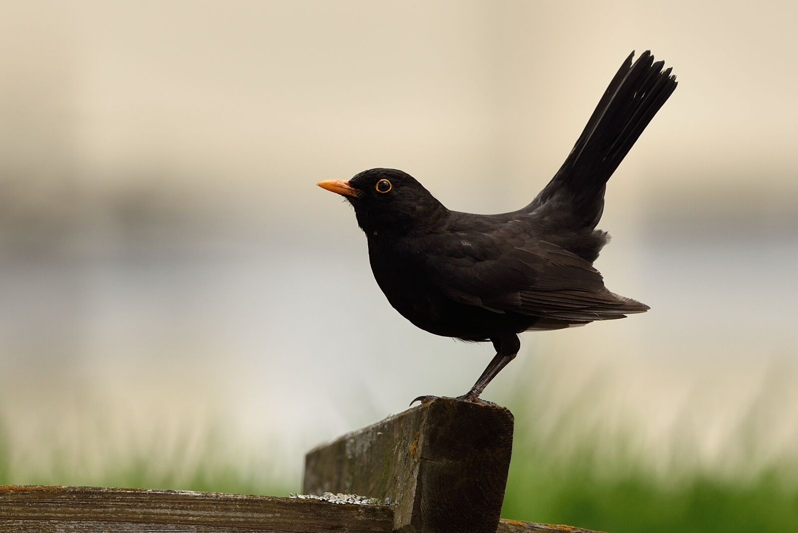 Nikon D750 sample photo. Bird, fauna, nature photography