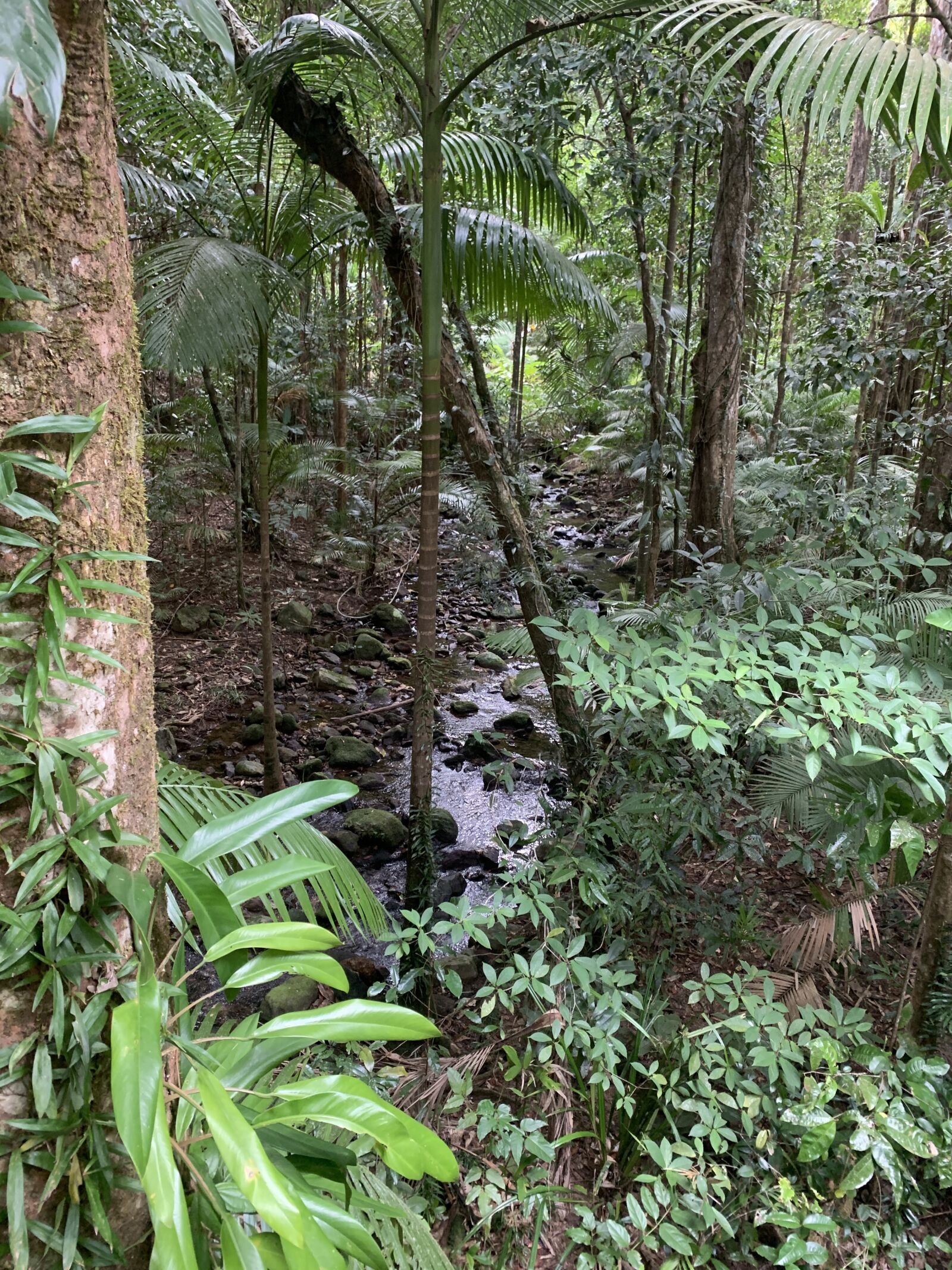 Apple iPhone XS sample photo. Rainforest, mossman gorge, outdoor photography