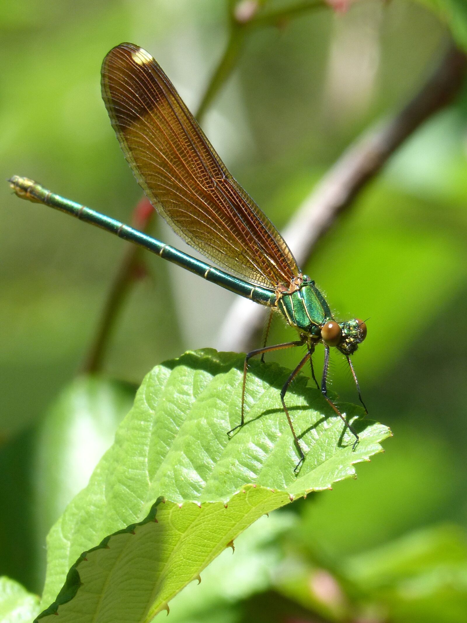 Panasonic DMC-FZ62 sample photo. Dragonfly, iridescent, green dragonfly photography