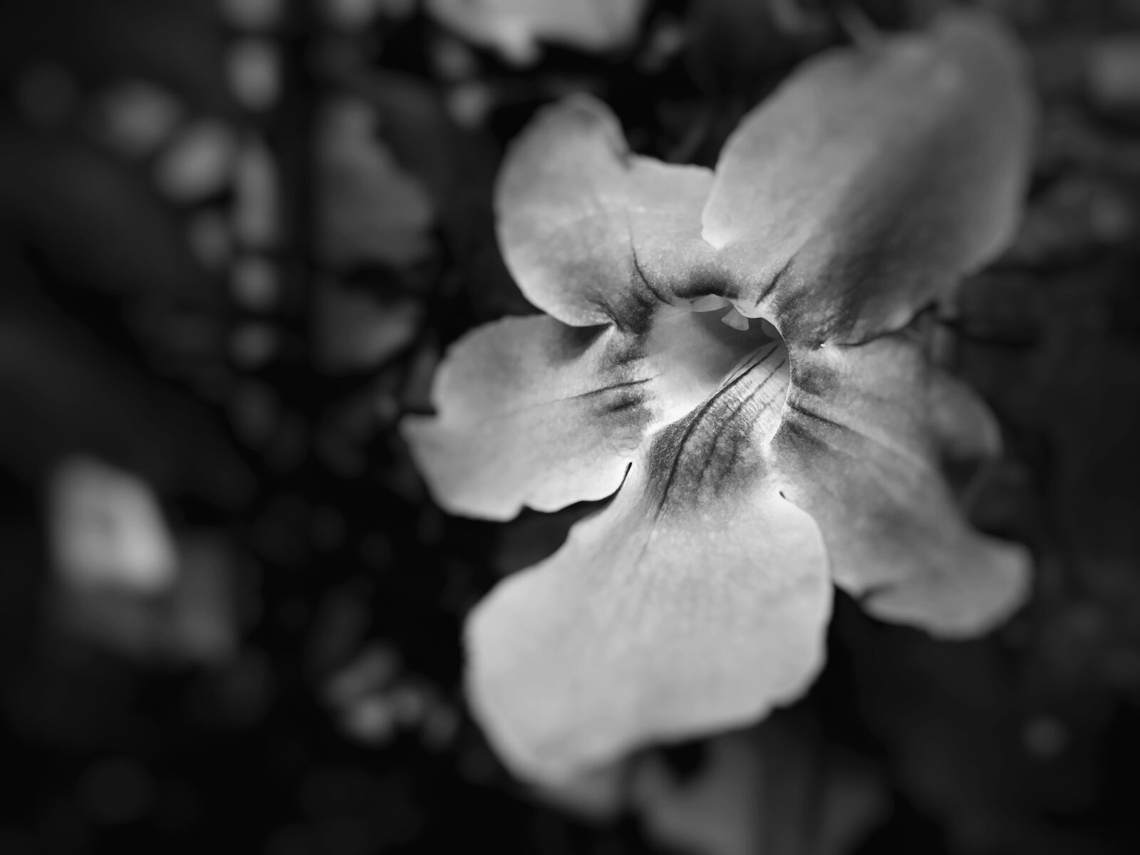 Apple iPhone SE sample photo. Flower, bw, petals photography