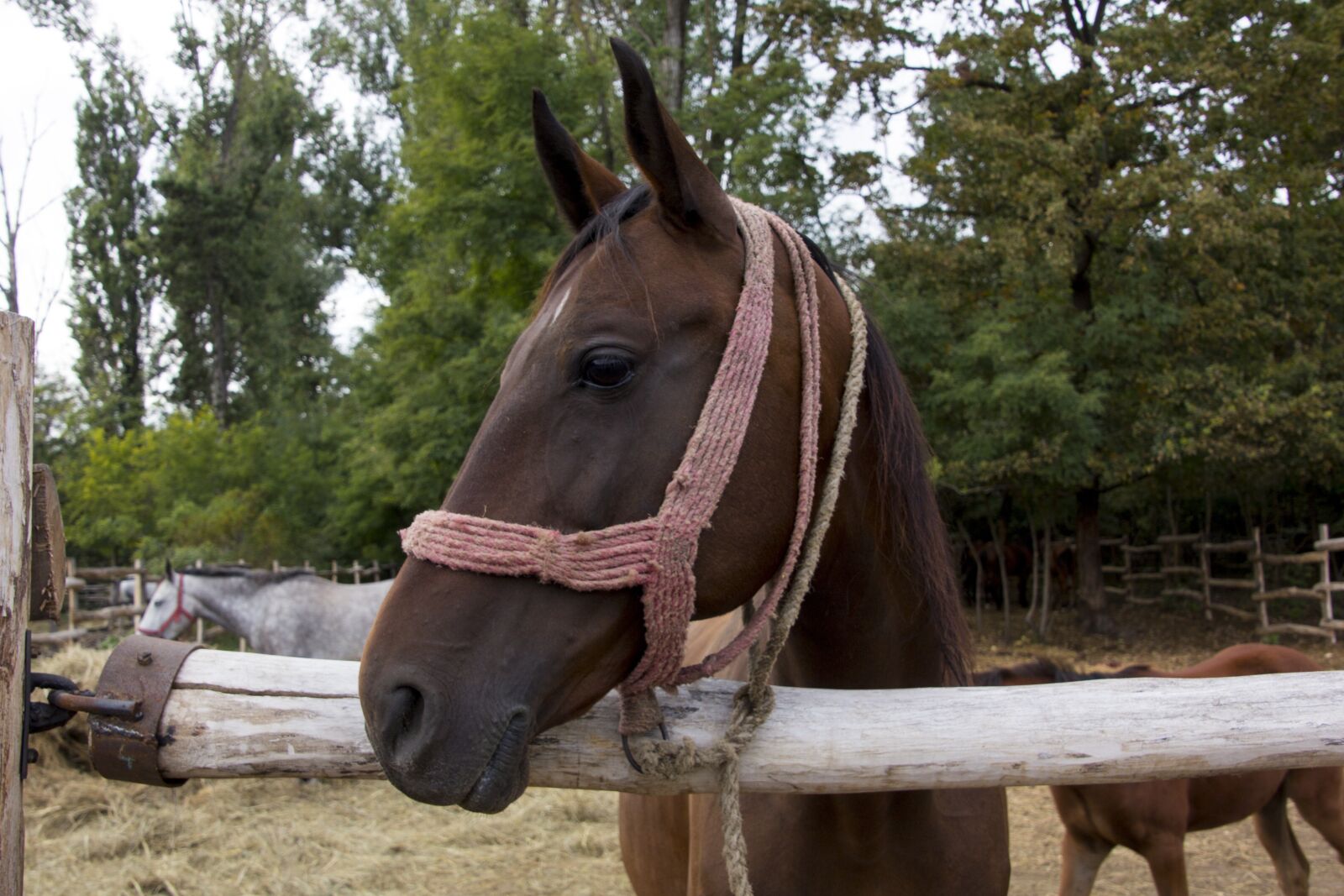 Canon EOS 60D sample photo. Hungary, horse, head photography