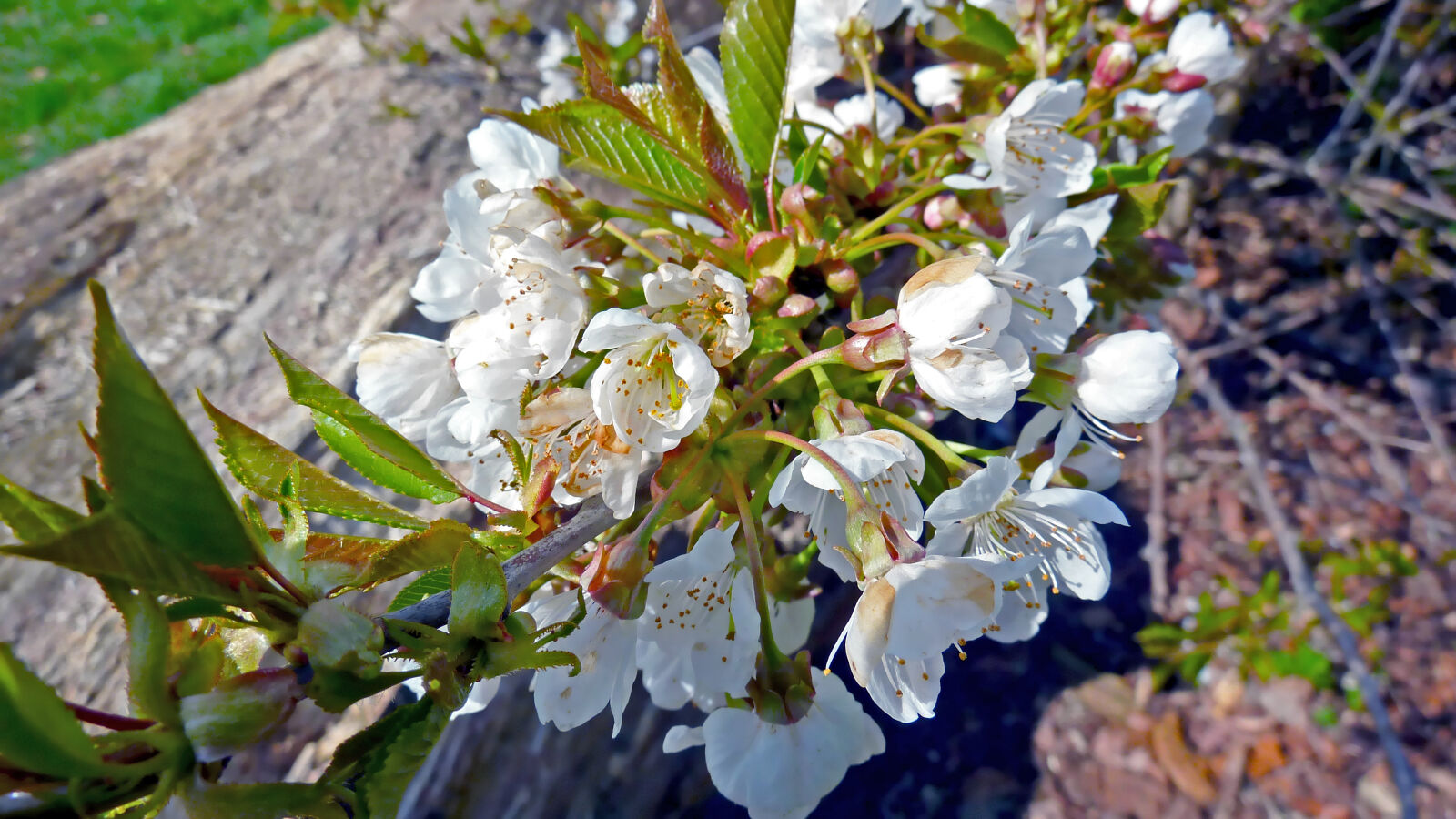 Panasonic DMC-TZ7 sample photo. Bloom, blooming, blossom, blur photography