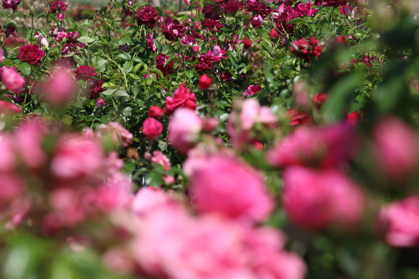 Canon EOS 7D Mark II sample photo. Background, field, of, flowers photography