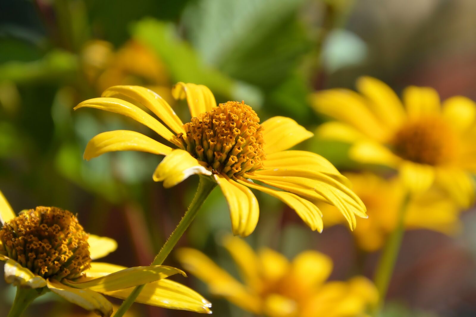 Nikon D3200 sample photo. Flowers, yellow, garden photography