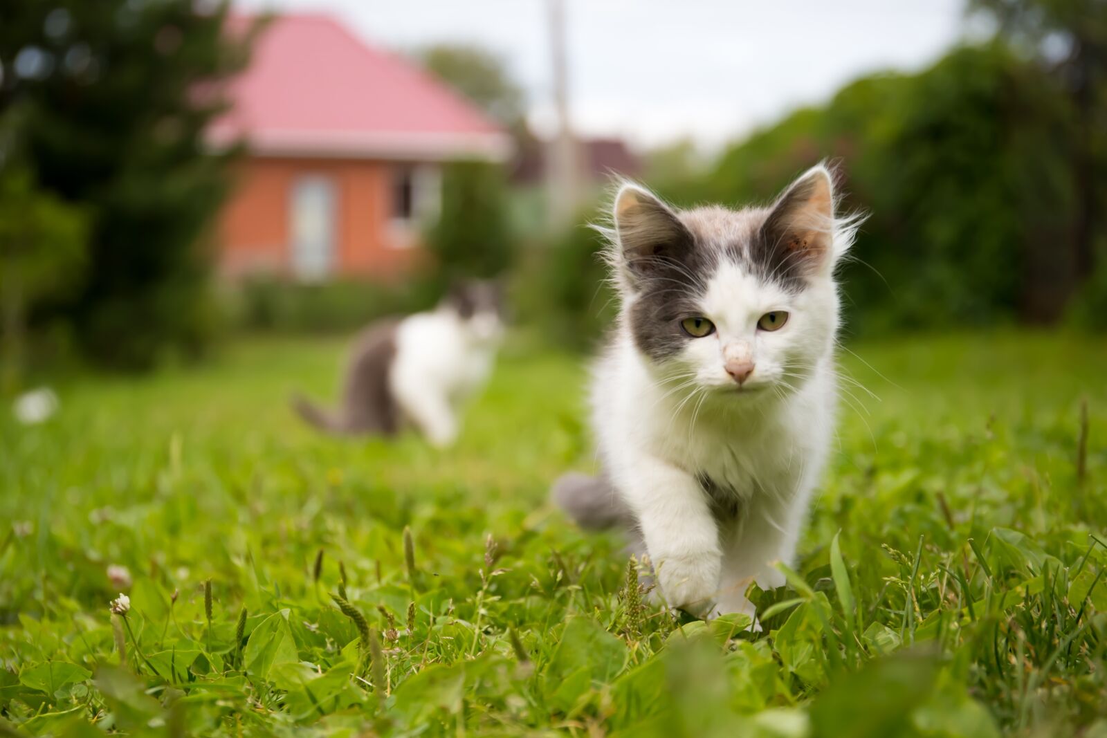 Canon EF 24-70mm F4L IS USM sample photo. Cat, animals, pet photography