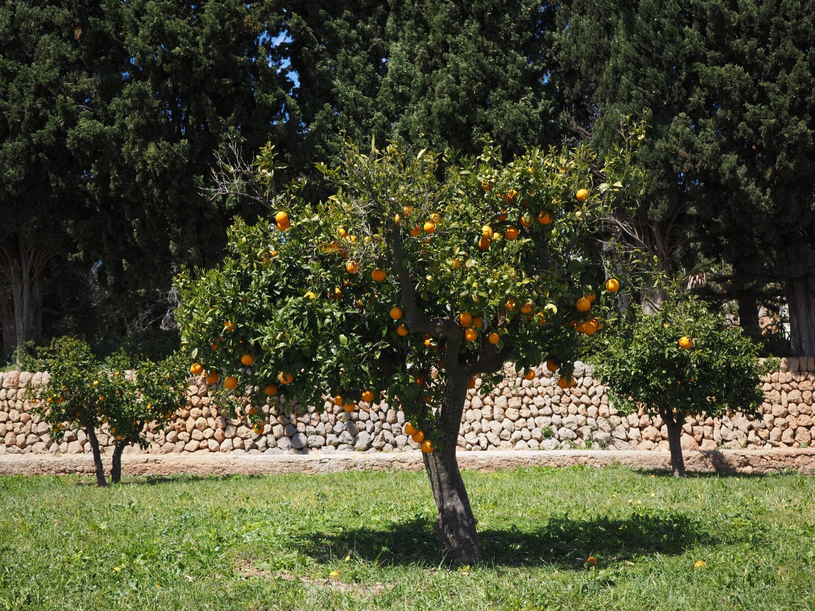 Olympus OM-D E-M1 + Olympus M.Zuiko Digital ED 12-40mm F2.8 Pro sample photo. Orange tree, orange grove photography
