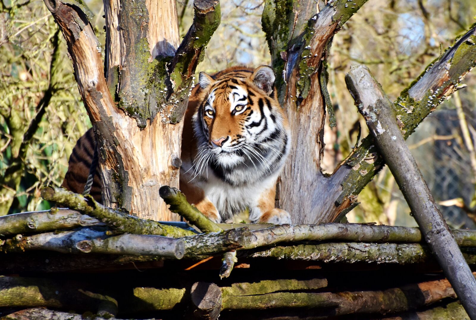 Nikon D7200 sample photo. Tiger, big cat, predator photography