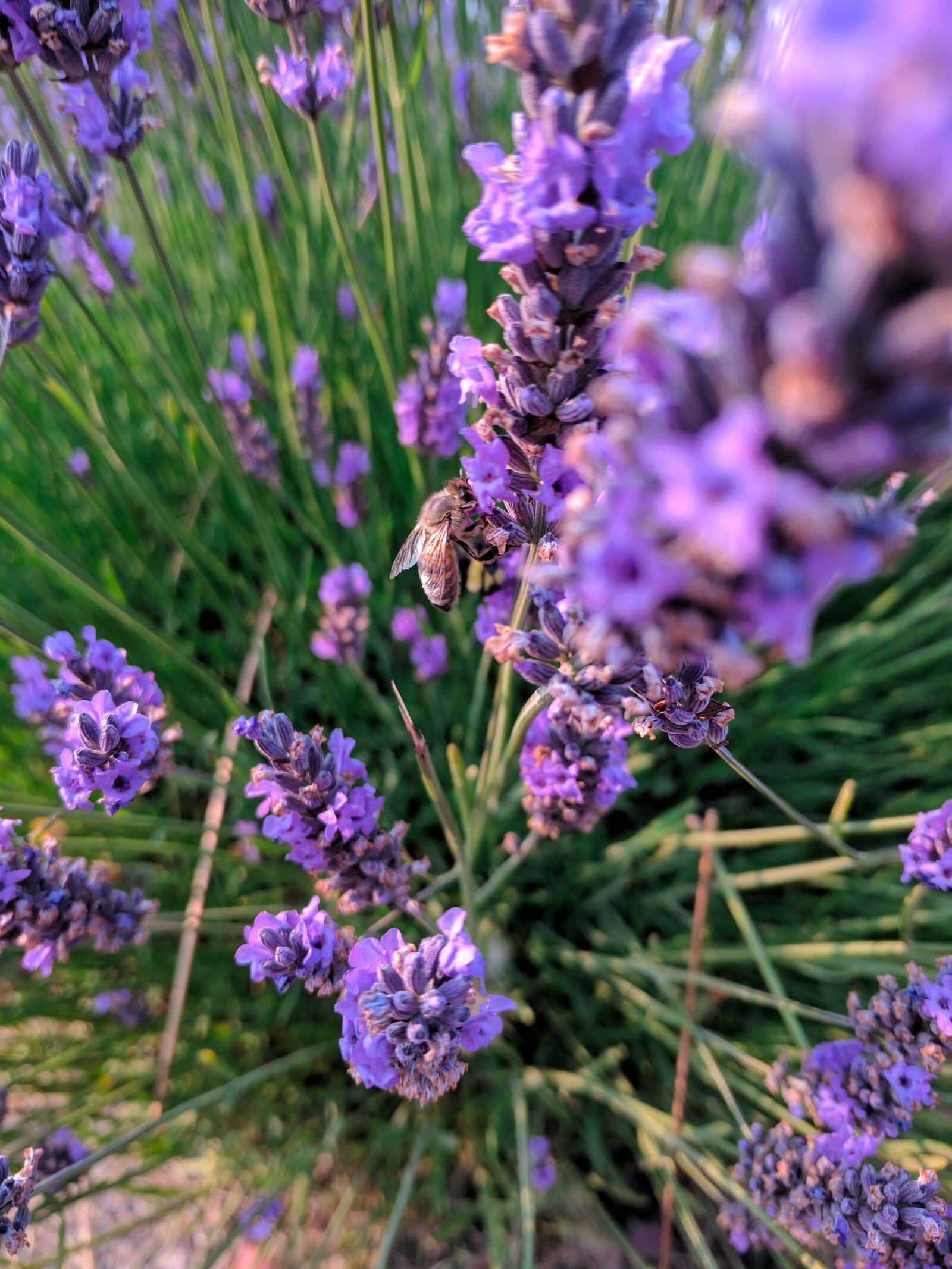 Google Pixel sample photo. Lavender, bees, flower photography