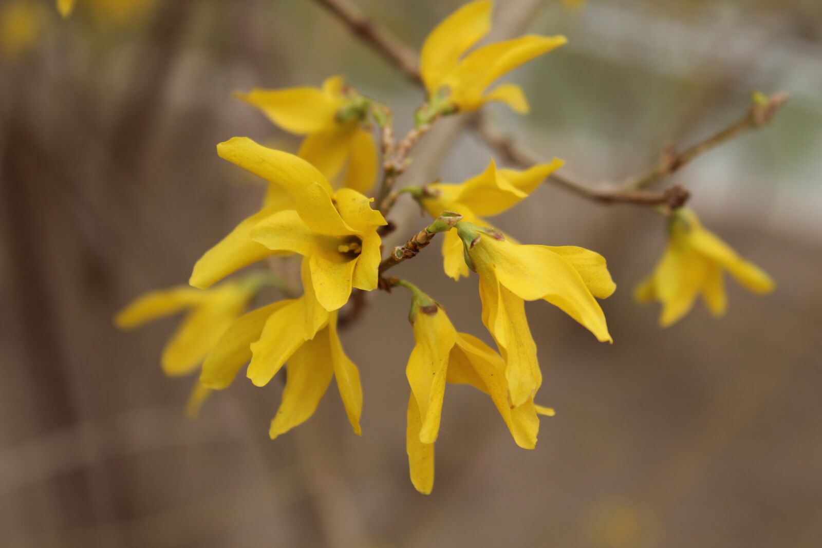 Canon EOS 600D (Rebel EOS T3i / EOS Kiss X5) sample photo. Yellow flower, spring, forsythia photography