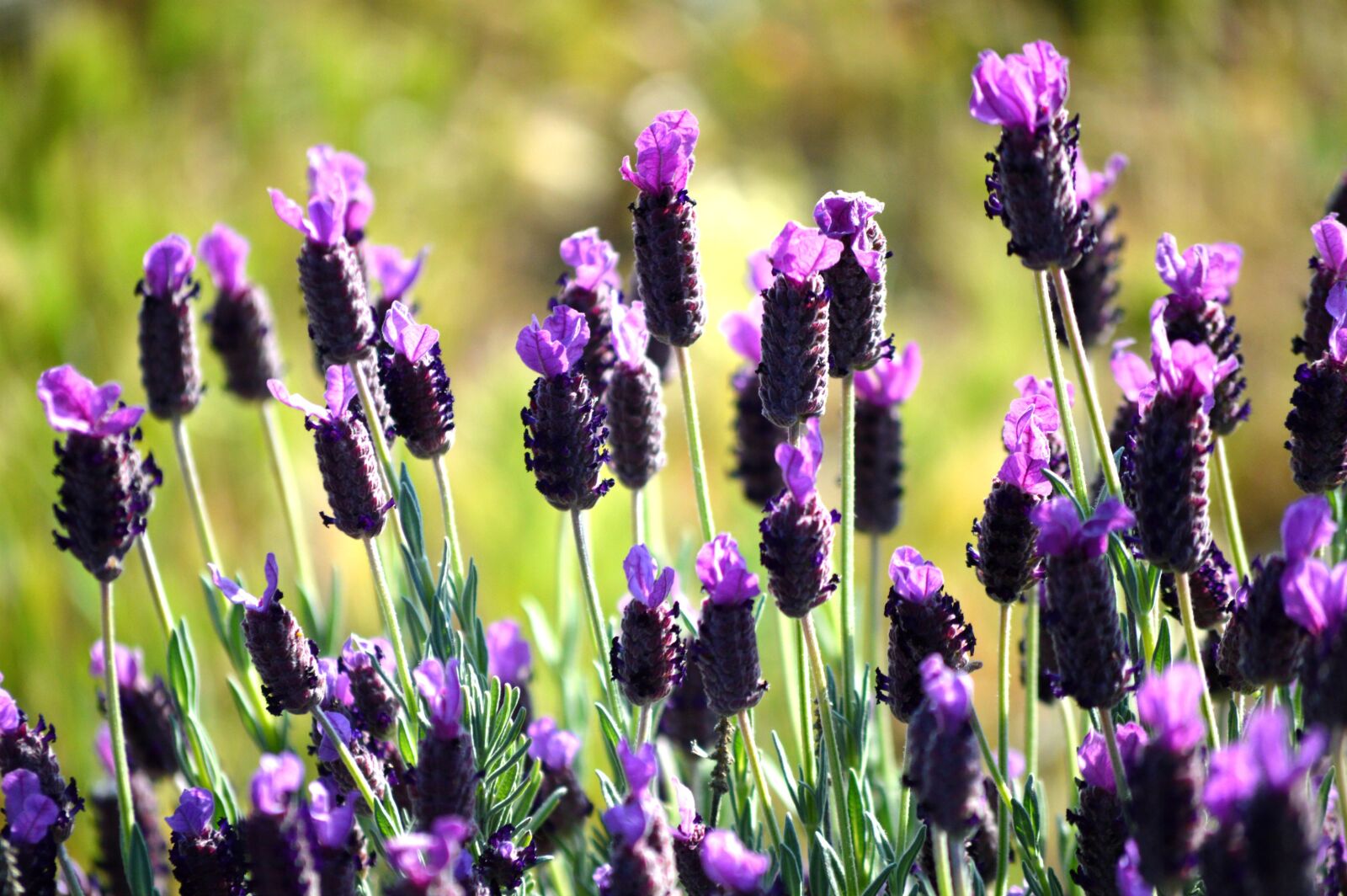 Nikon D3200 sample photo. Lavender, spring, flowers photography