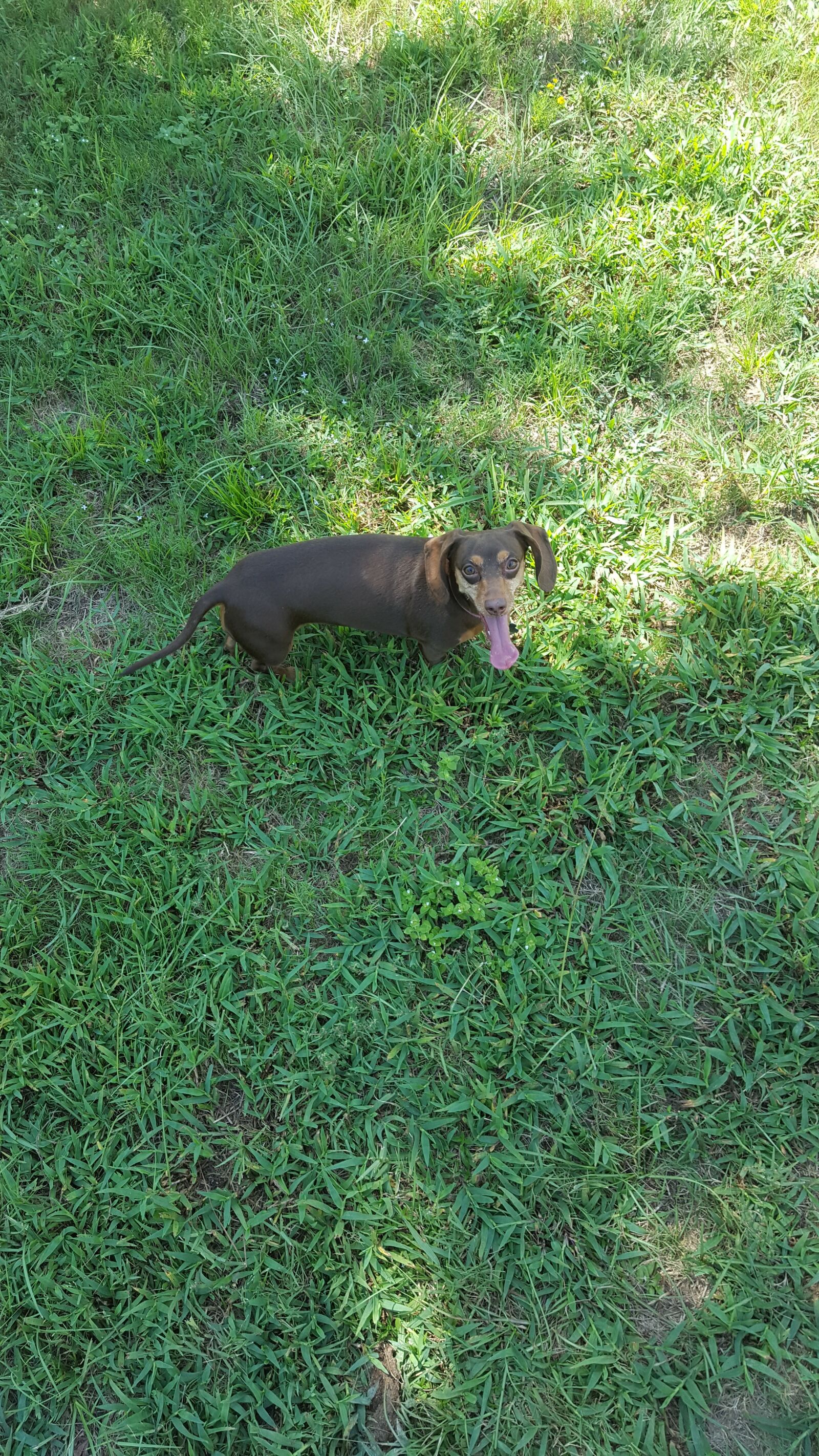Samsung Galaxy S6 sample photo. Grass, dog, pant photography