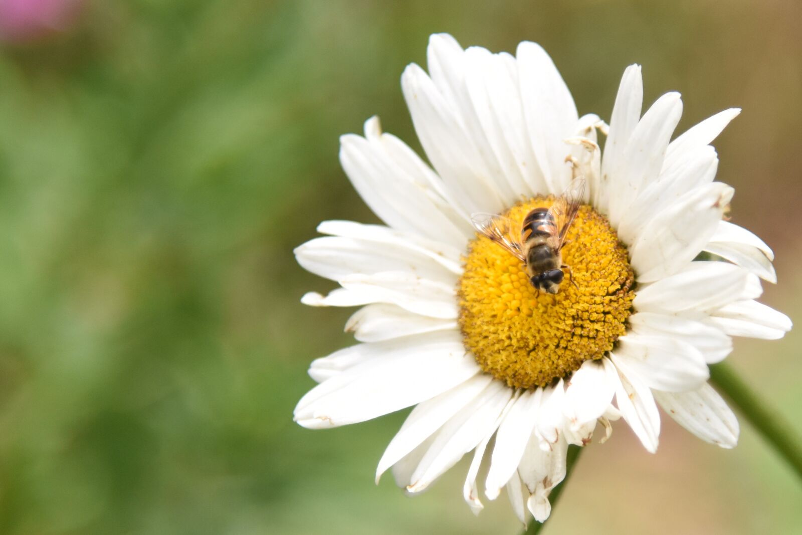 Nikon D810 sample photo. Flowers, honey, bees photography