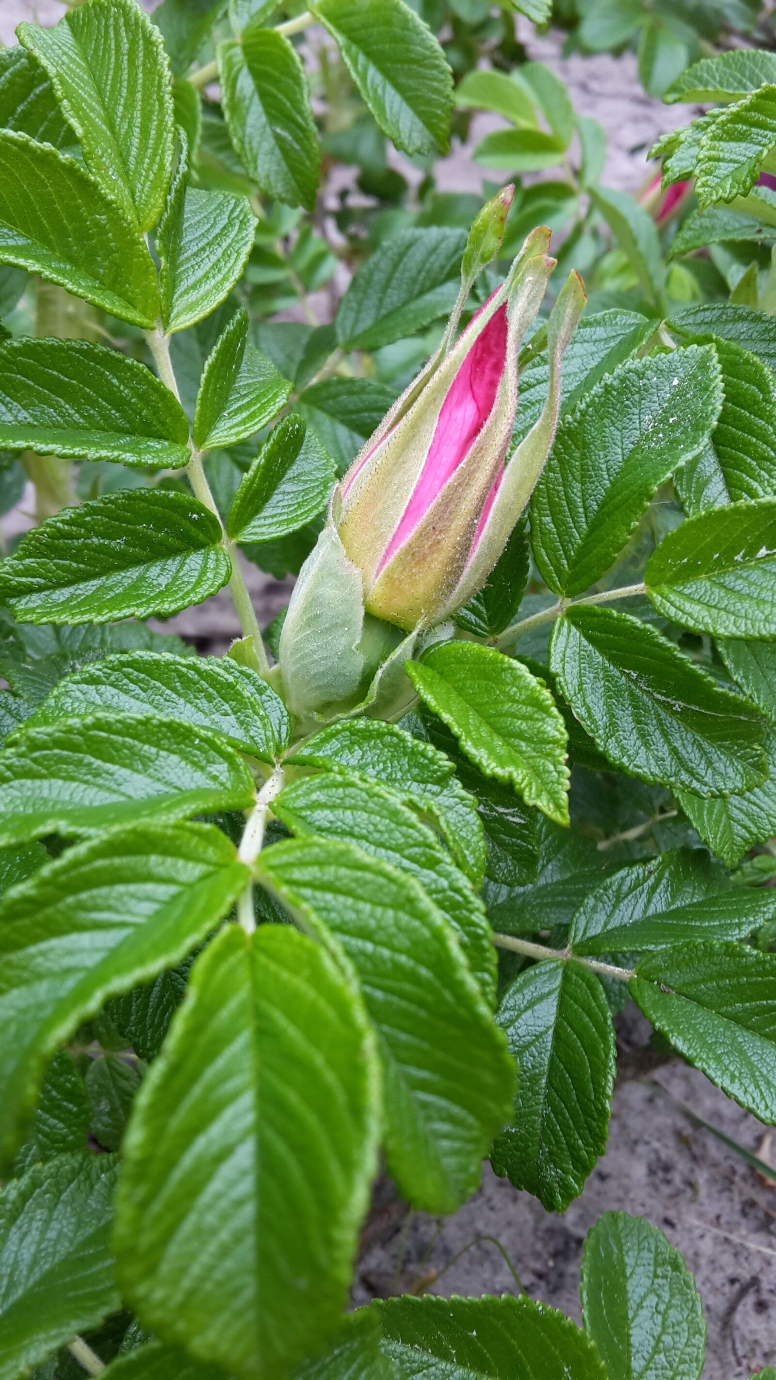 Samsung Galaxy S5 Mini sample photo. Rose hip, bud, flower photography