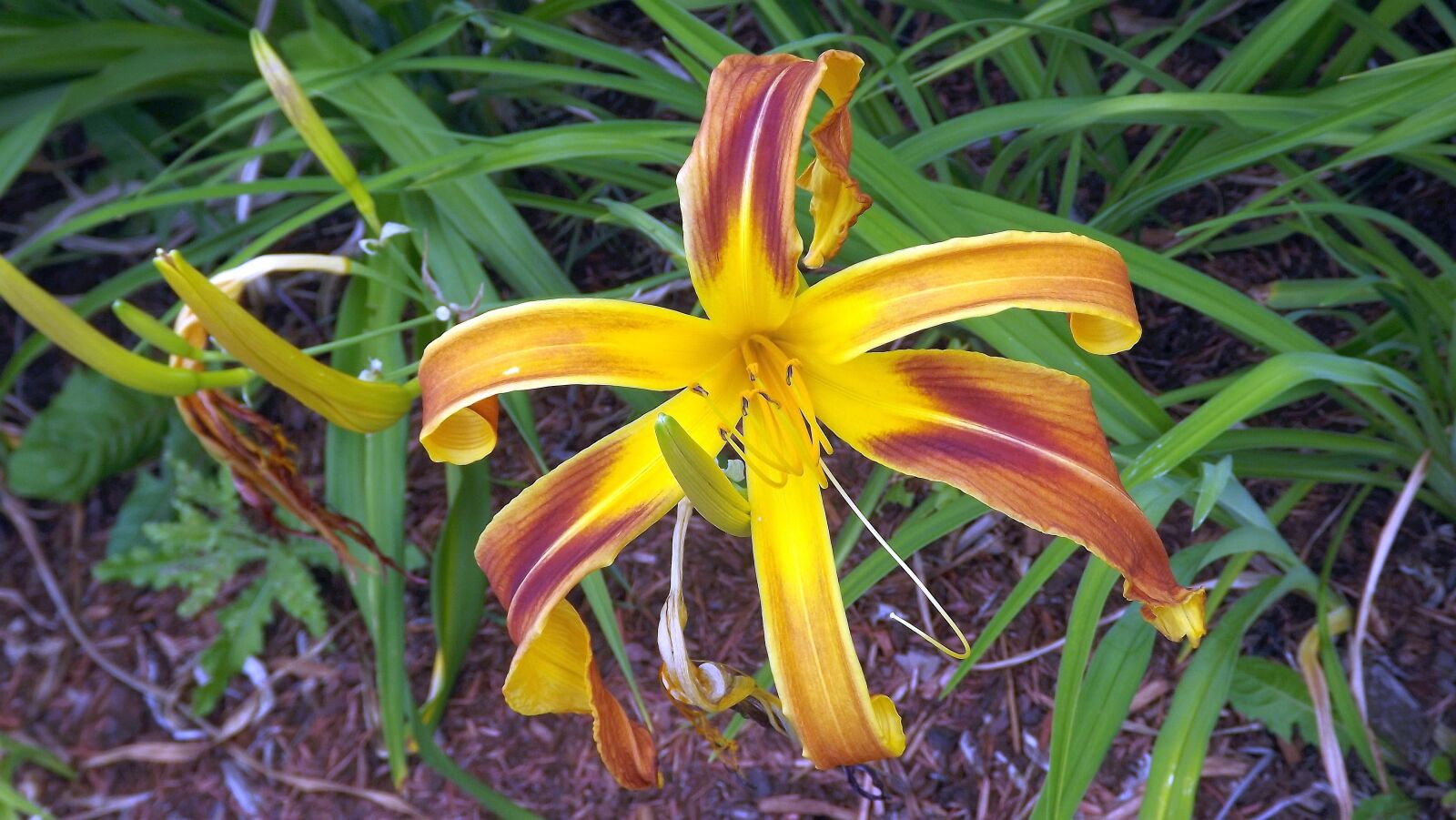 Fujifilm FinePix S3400 sample photo. Flora, plants, flower photography