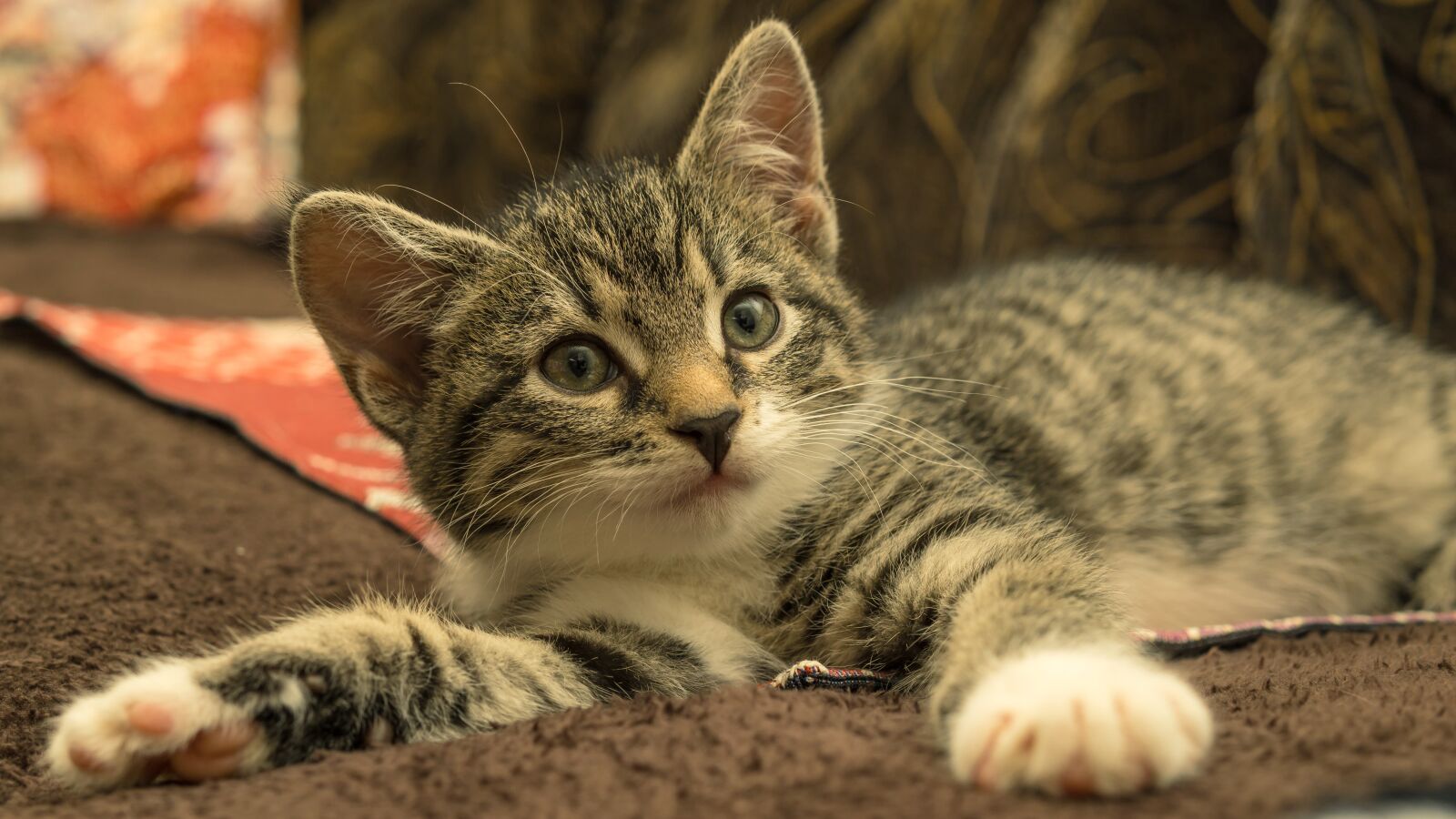30mm F1.4 DC DN | Contemporary 016 sample photo. Cat, small, mackerel photography