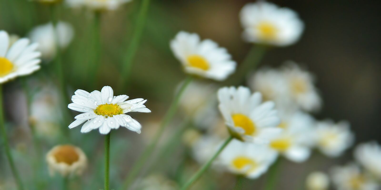 Nikon D610 sample photo. Leucanthemum, bellis perennis, flower photography