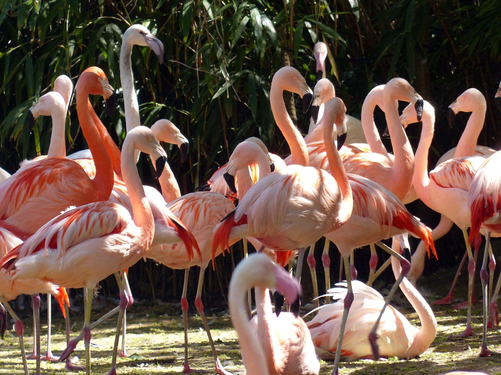 Panasonic Lumix DMC-FZ200 sample photo. Flamingos, birds, pink photography