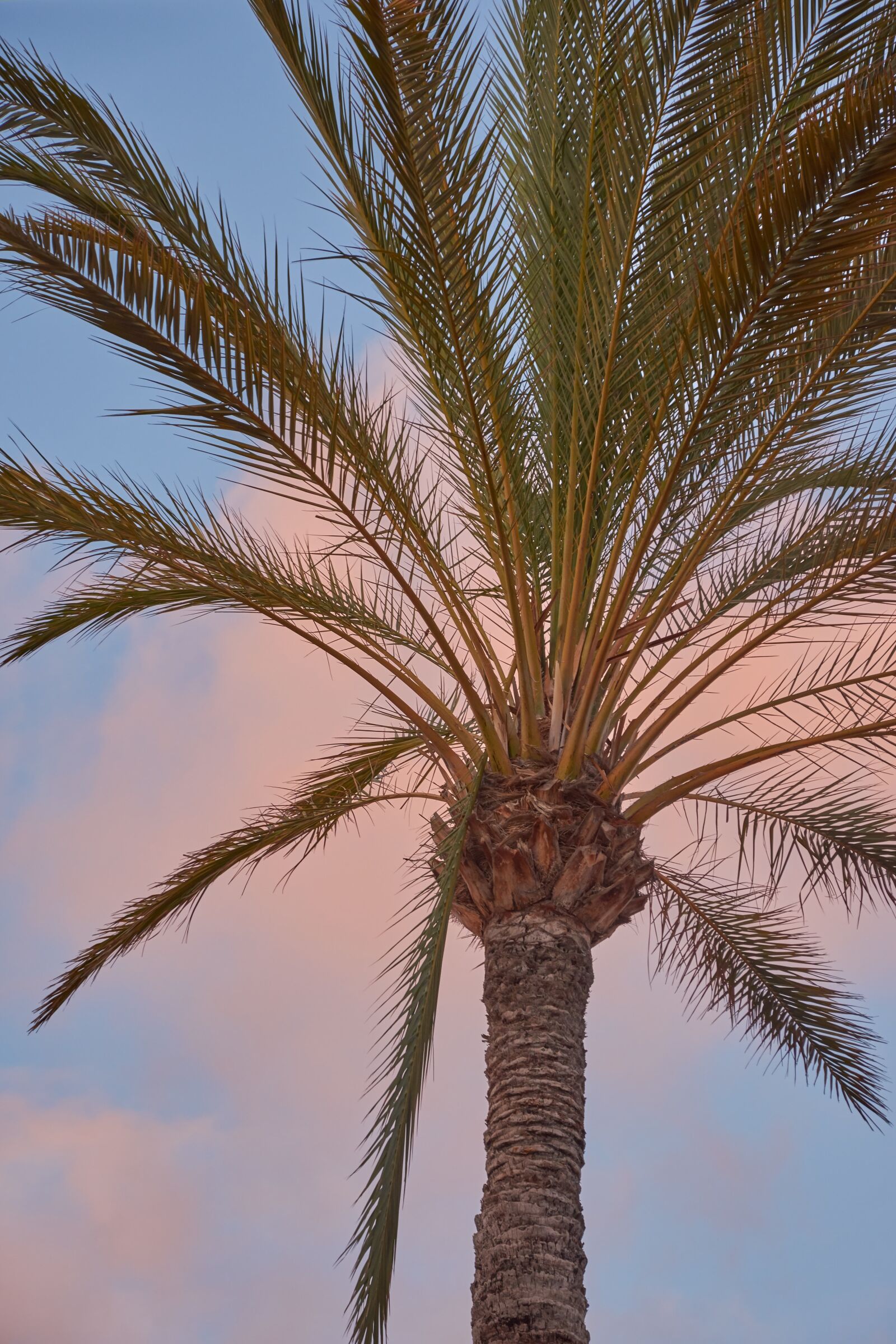 Nikon D7200 sample photo. Palm, mood, sky photography